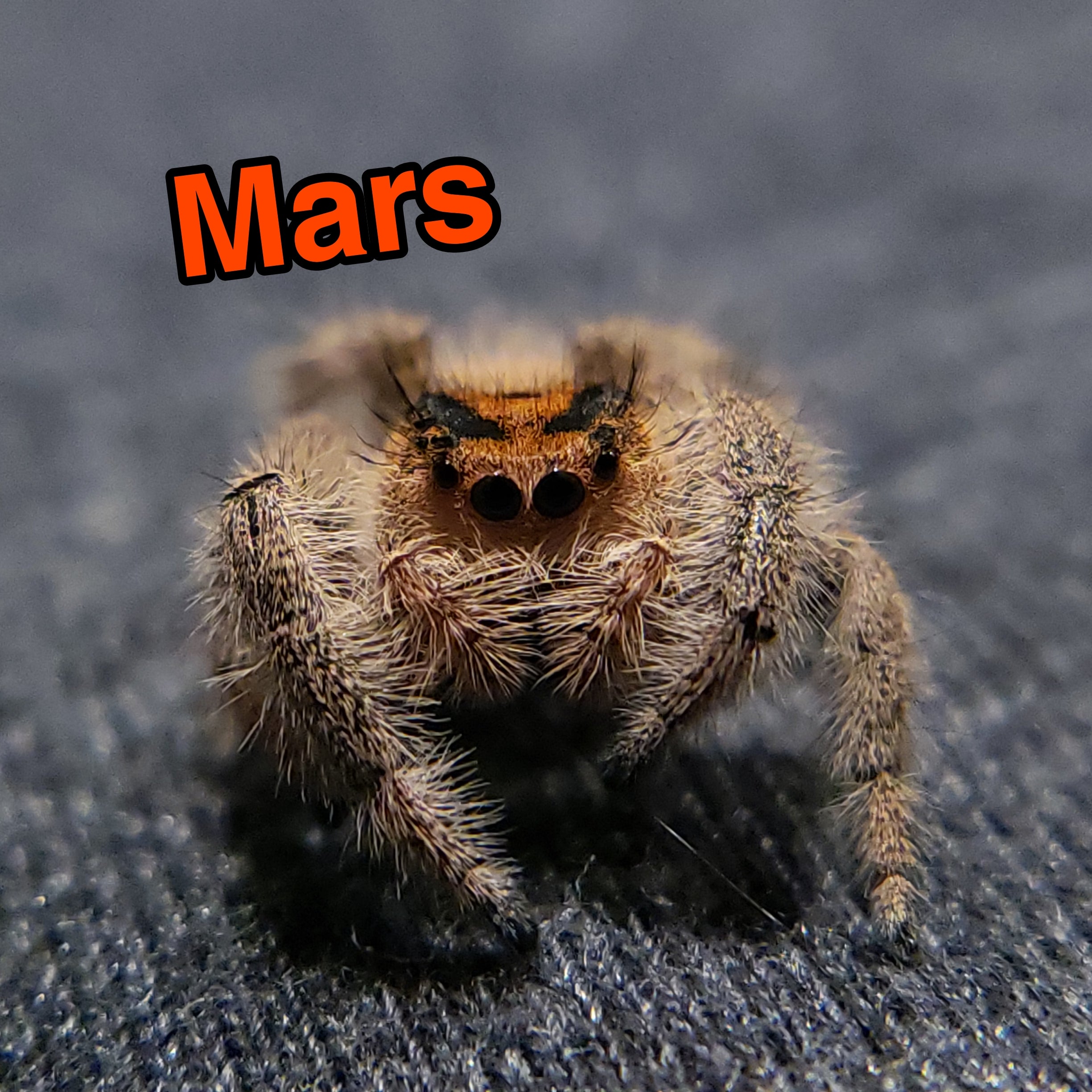 Spider from Mars