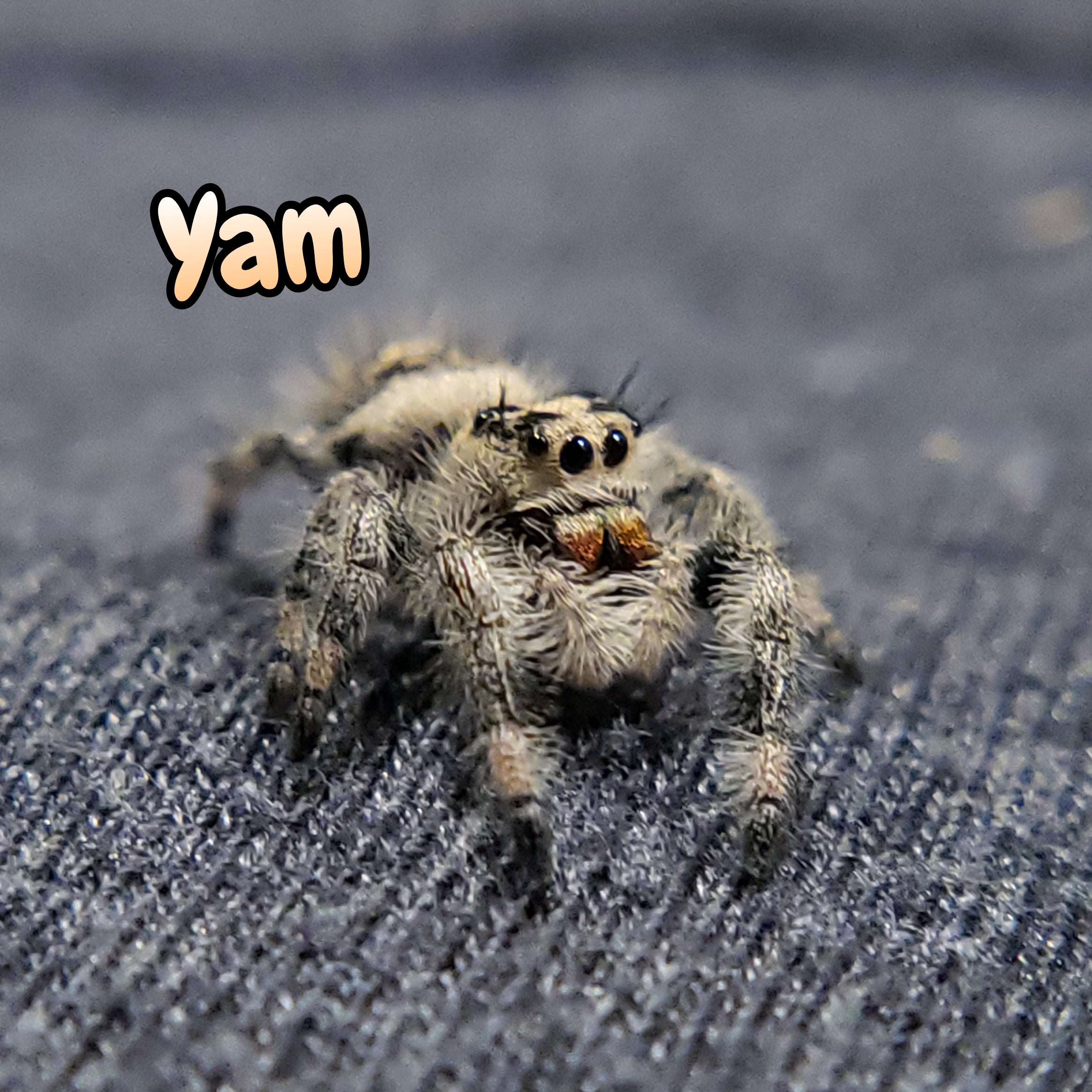 Jumping Spiders For Sale - Affordable Shipping - Phidippus Regius – Spiders  Source, jumping spider 