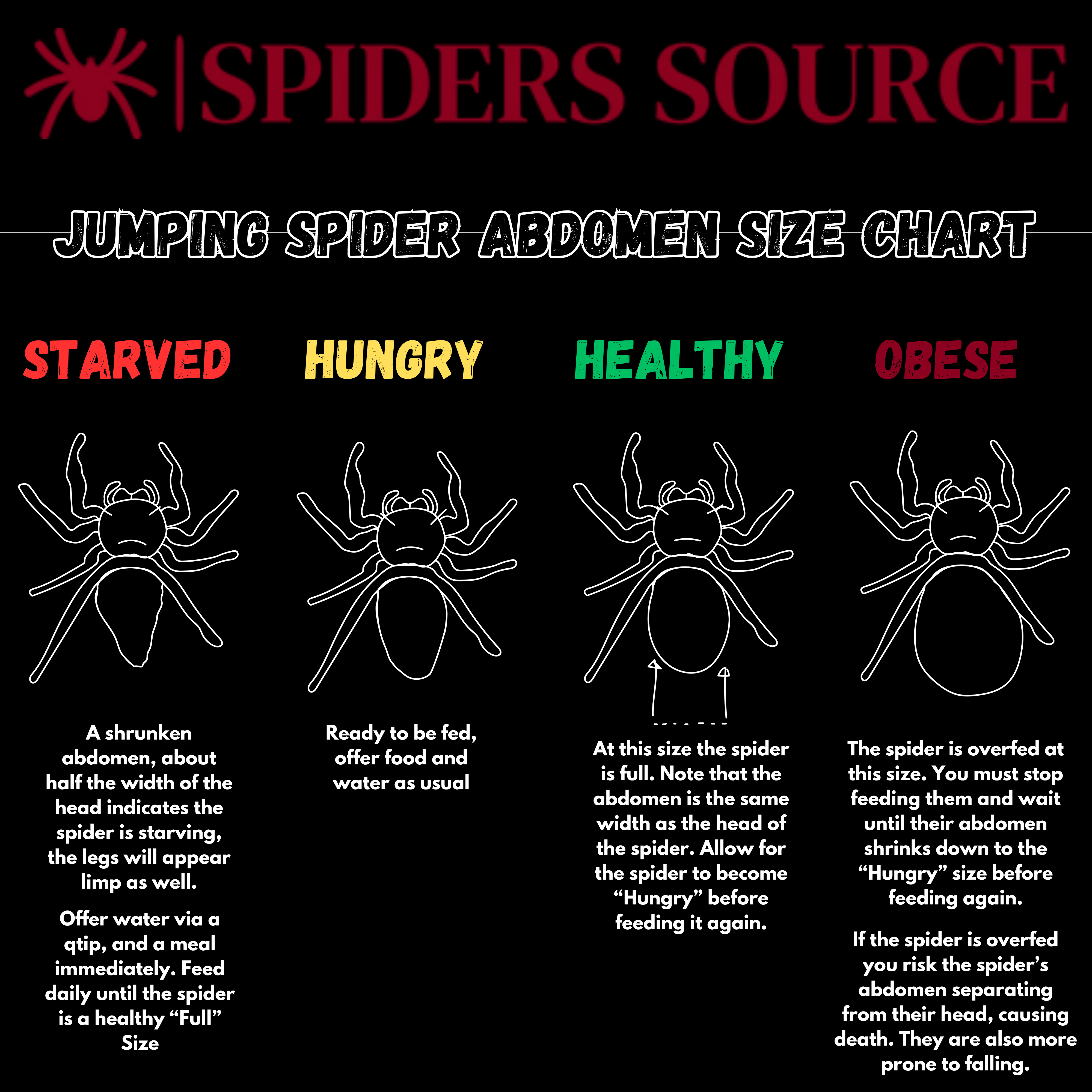 The Regal Jumping Spider: A Guide to Its Dietary Needs