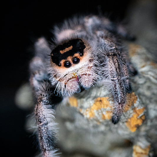 Regal Jumping Spiders: The Precision Hunters