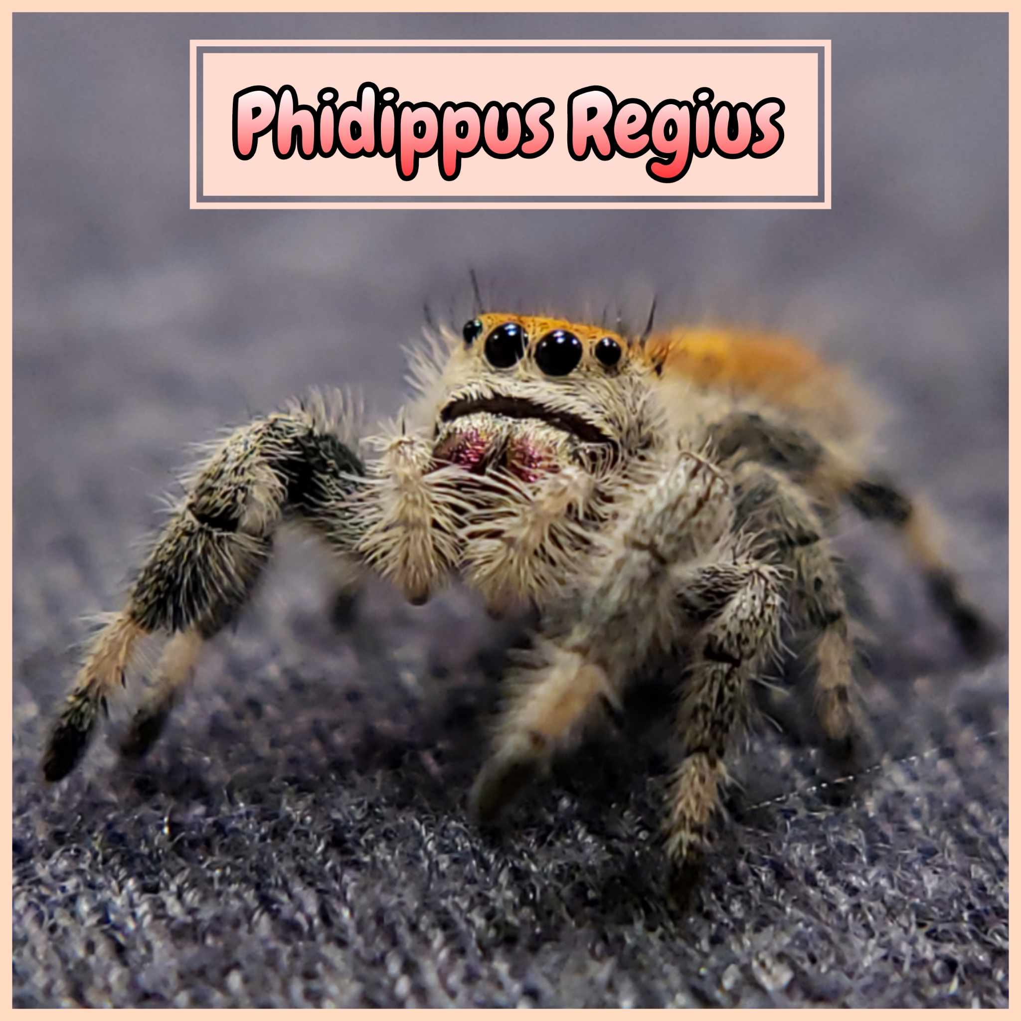 Regal Jumping Spiders For Sale (Phiddipus regius)