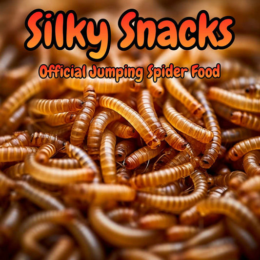 silky snacks, mealworms for sale, jumping spider food, spider food