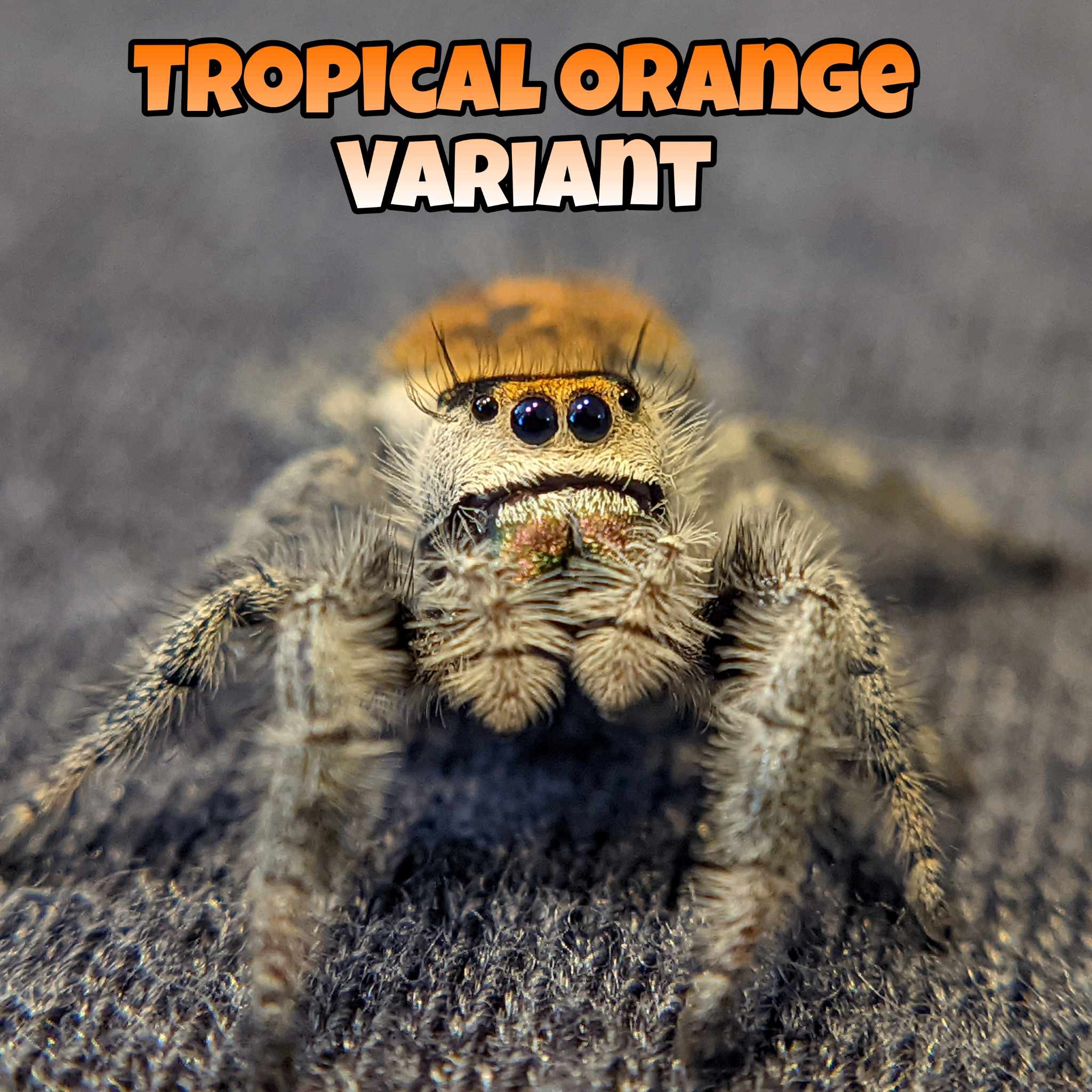 Regal Jumping Spiders For Sale (Phiddipus regius)