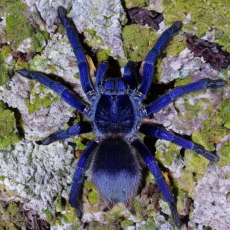 Brazilian Blue Tarantula Pterinopelma sazima, For Sale