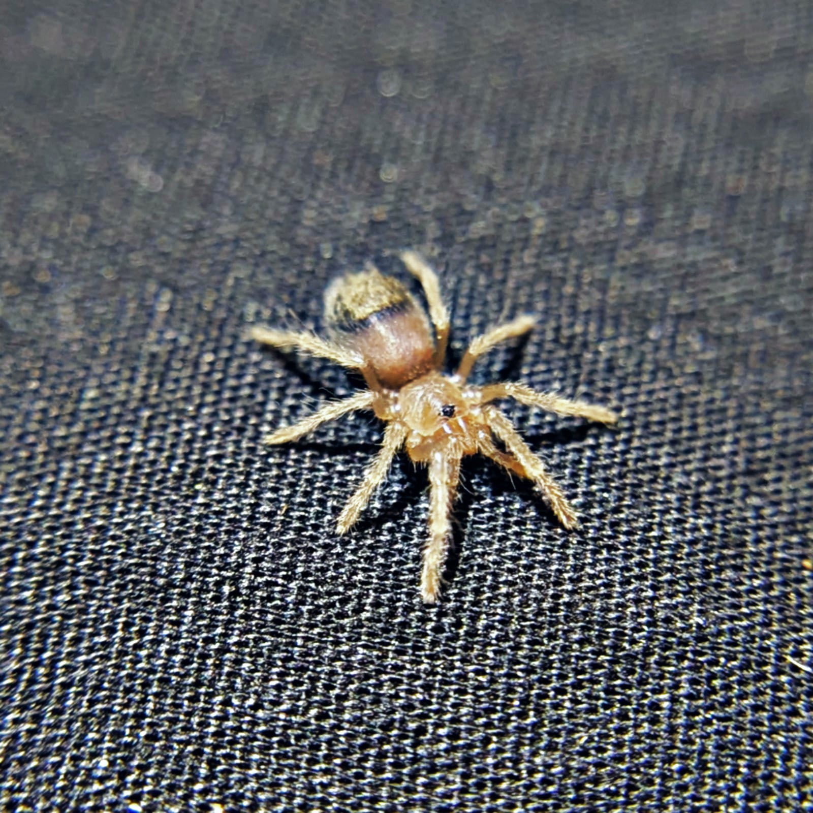 Brazilian Blue Tarantula Pterinopelma sazima, For Sale, Sling