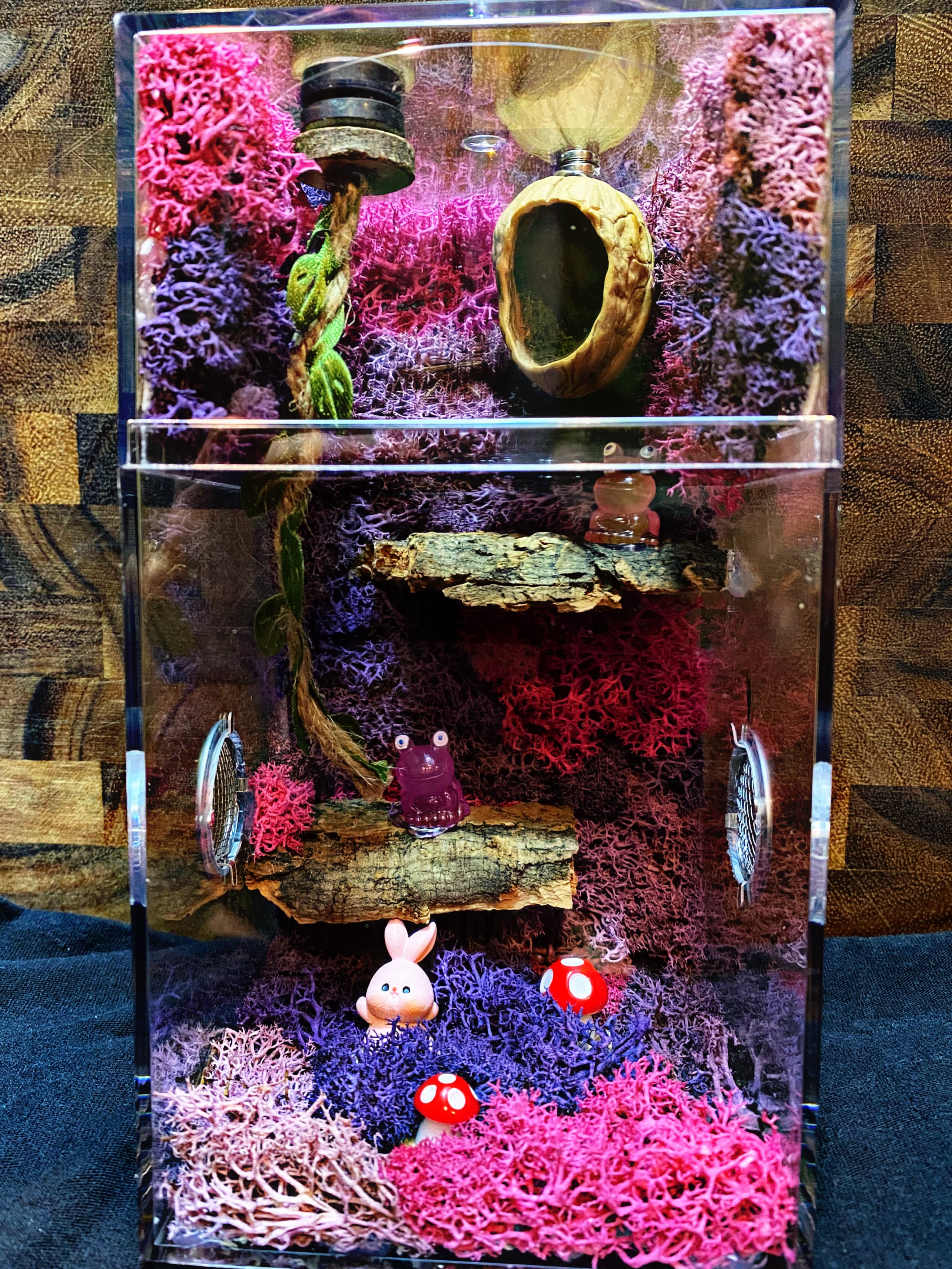 Custom Jumping Spider Enclosure For Sale