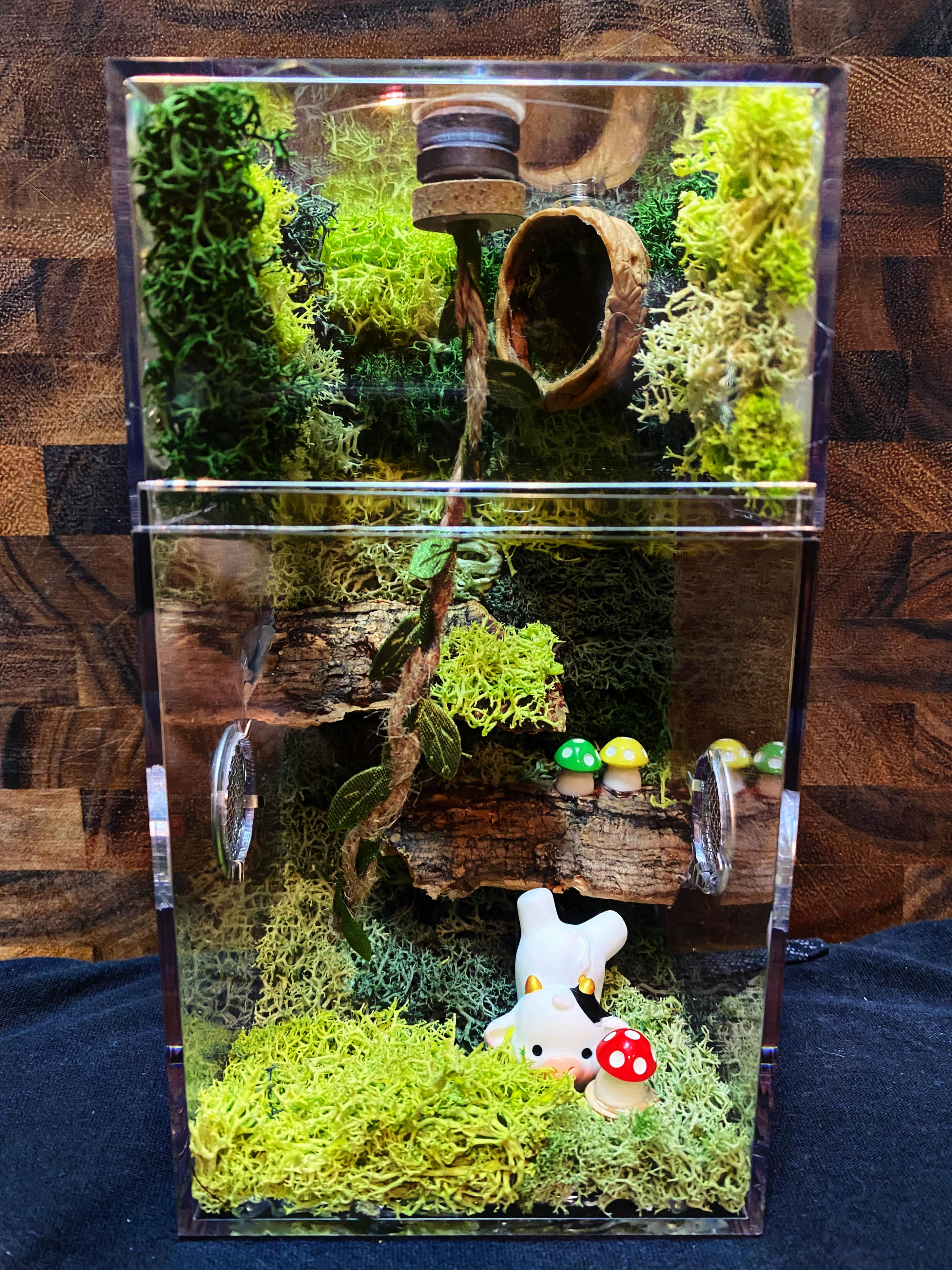 Custom Jumping Spider Enclosure For Sale