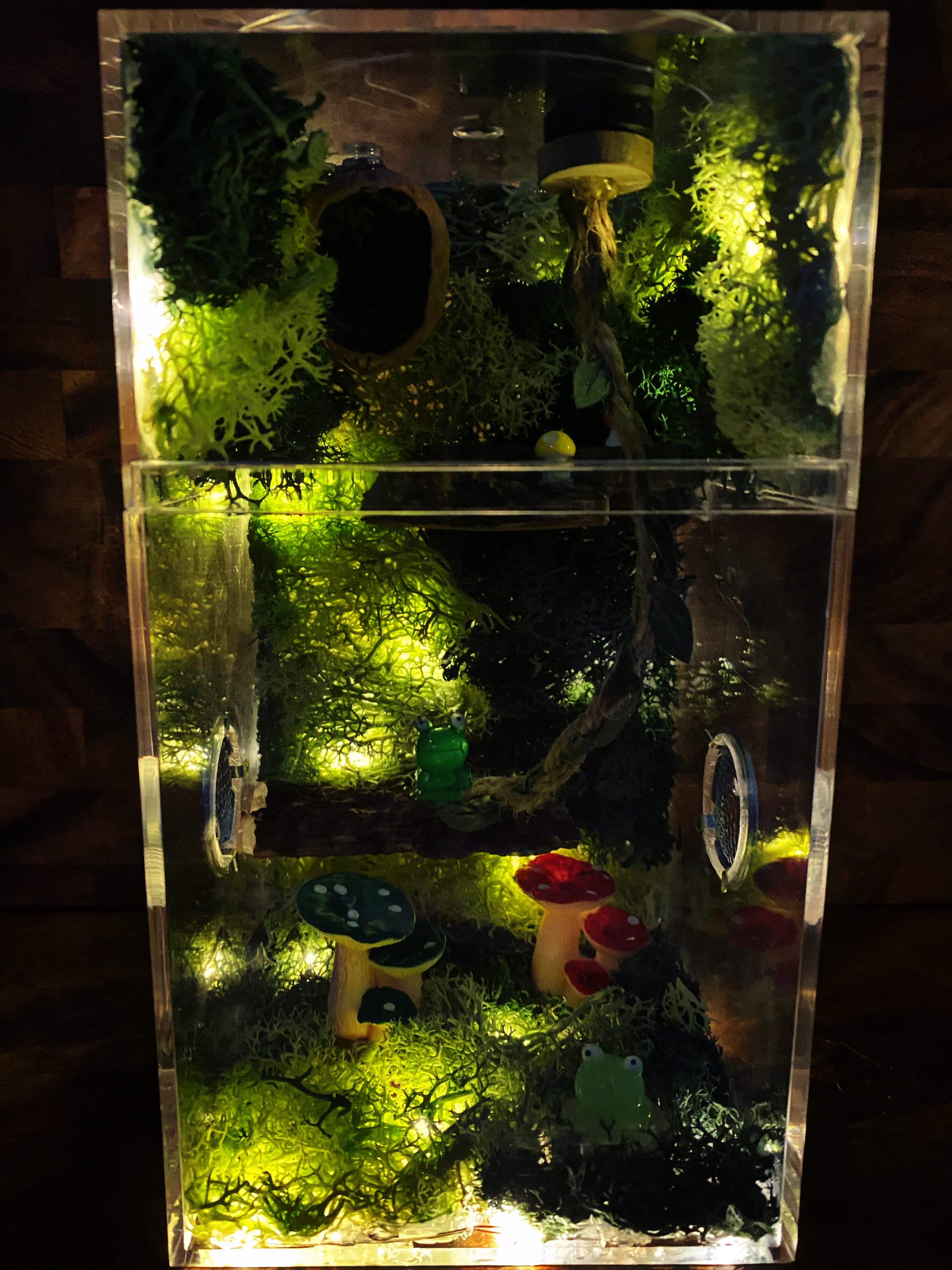 Custom Regal Jumping Spider Enclosure, Fairy Lights