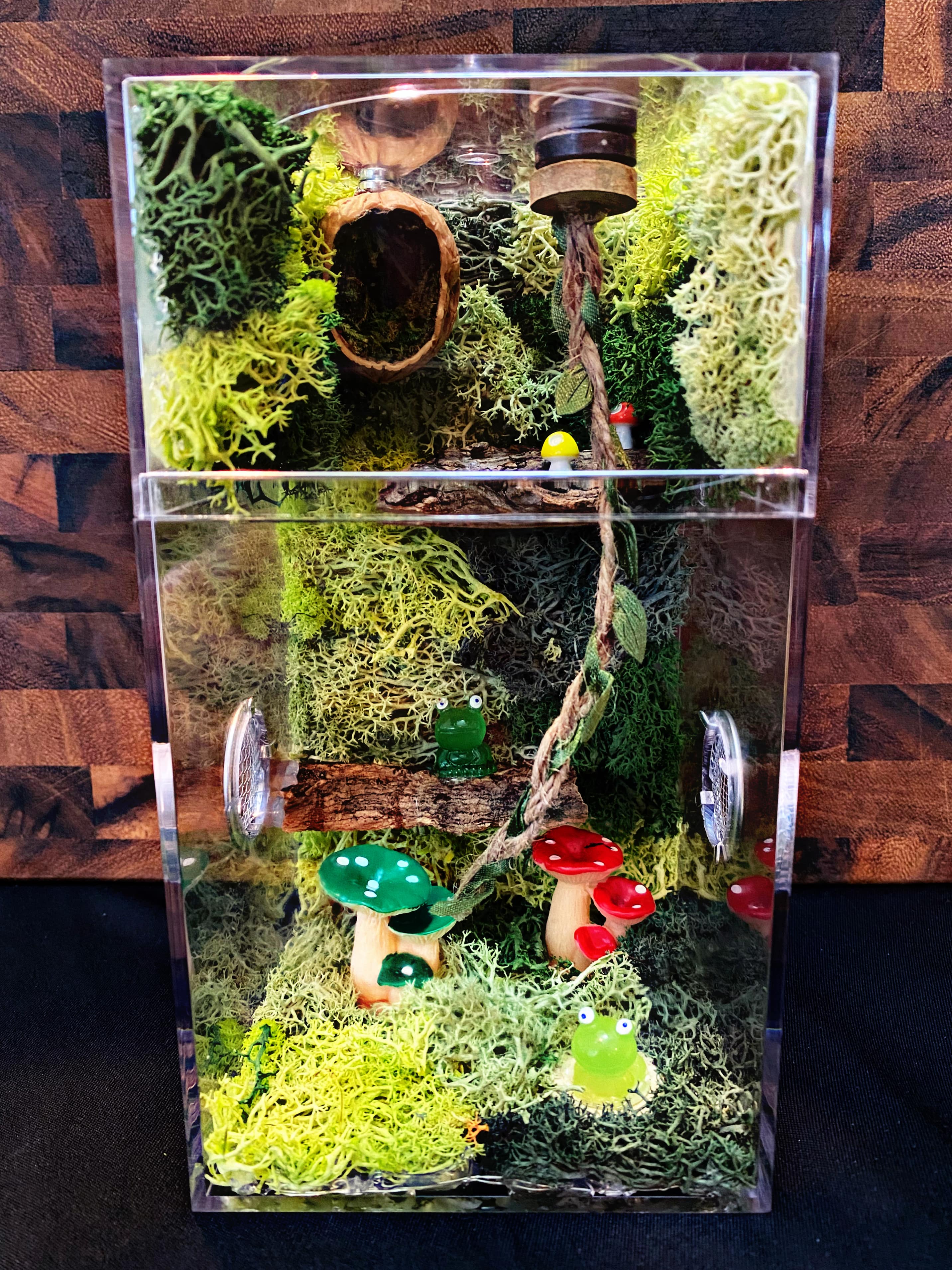 Custom Regal Jumping Spider Enclosure, Fairy Lights