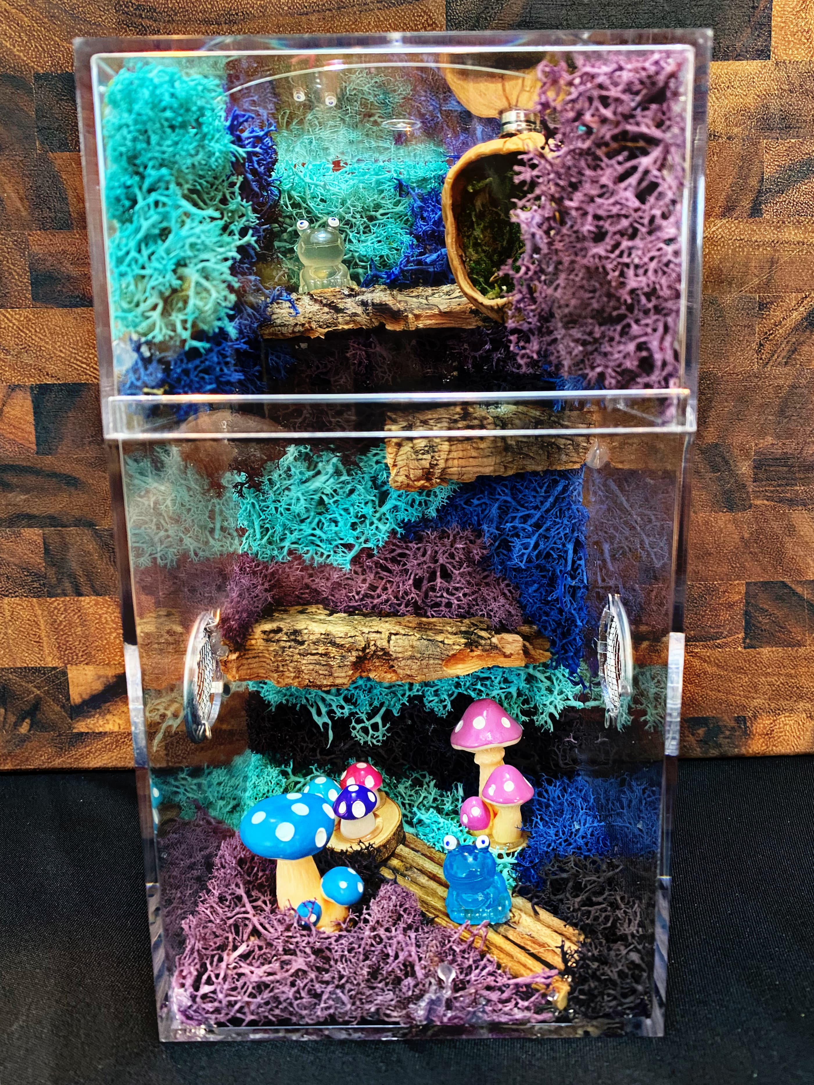 Custom Regal Jumping Spider Enclosure For Sale