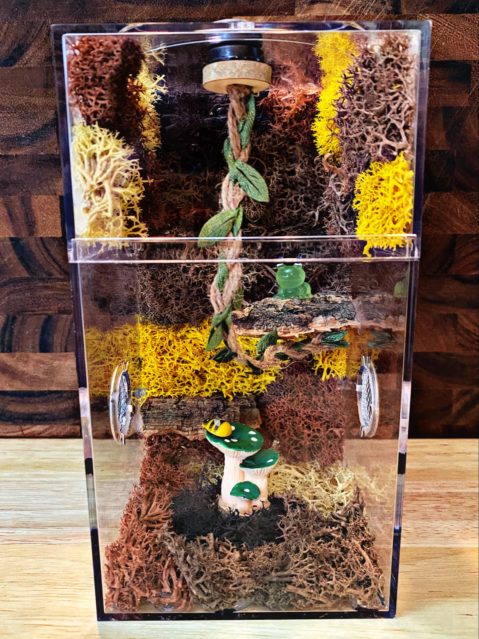 Custom Jumping Spider Enclosure For Sale