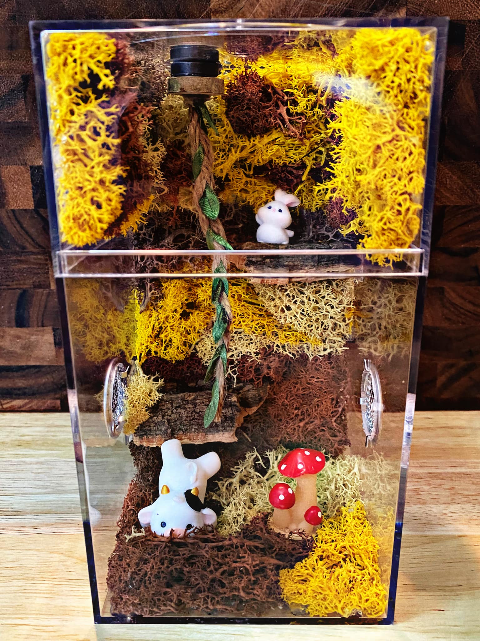 Custom Jumping Spider Enclosure For Sale