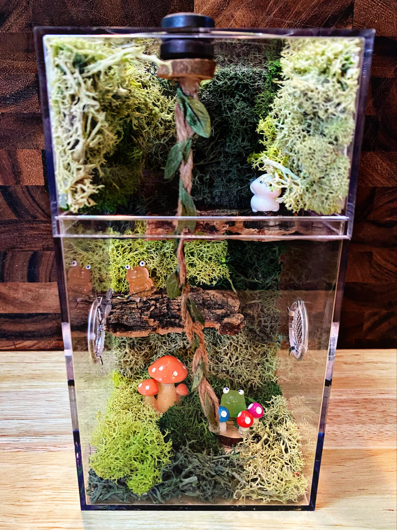 Custom Jumping Spider Enclosure For Sale