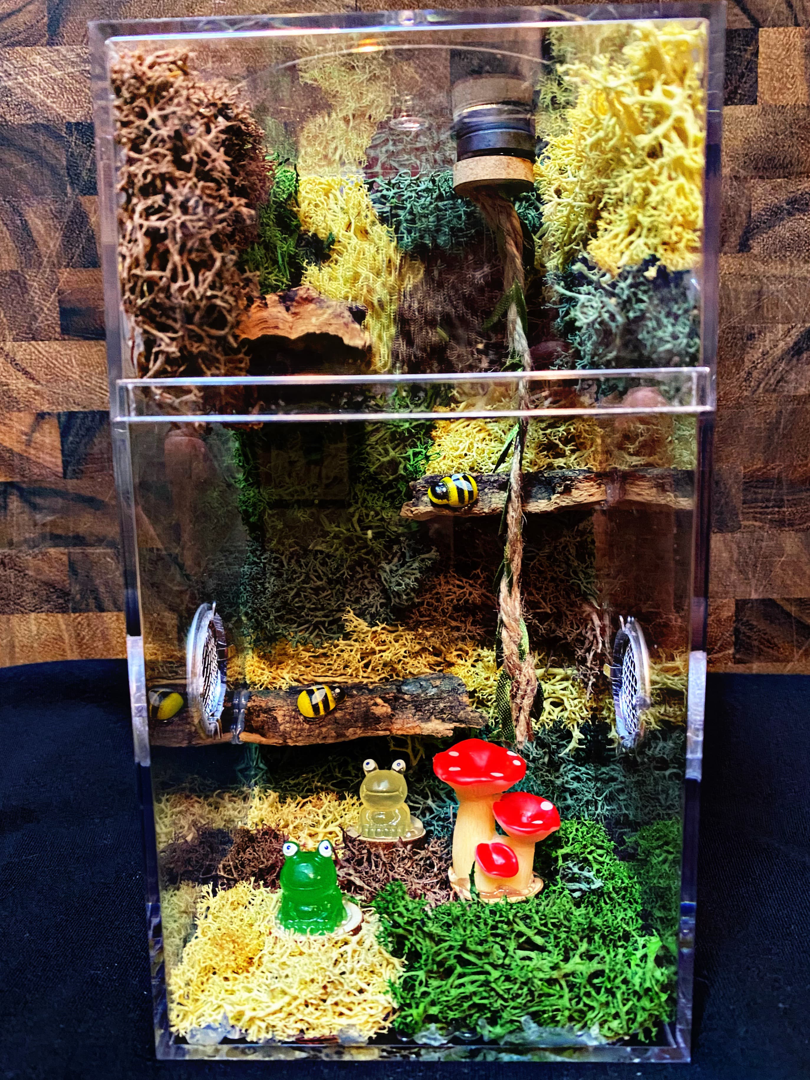 Custom Regal Jumping Spider Enclosure For Sale