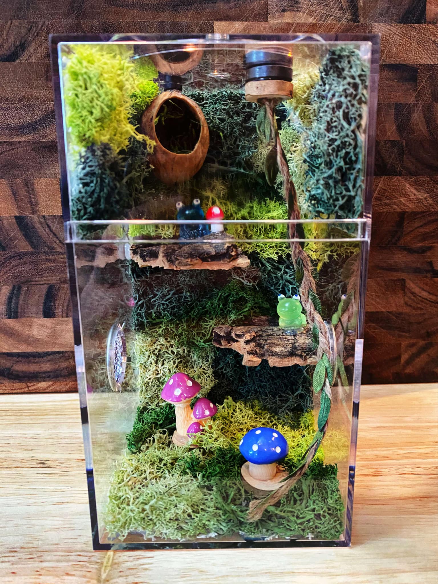 Custom Regal Jumping Spider Enclosure For Sale