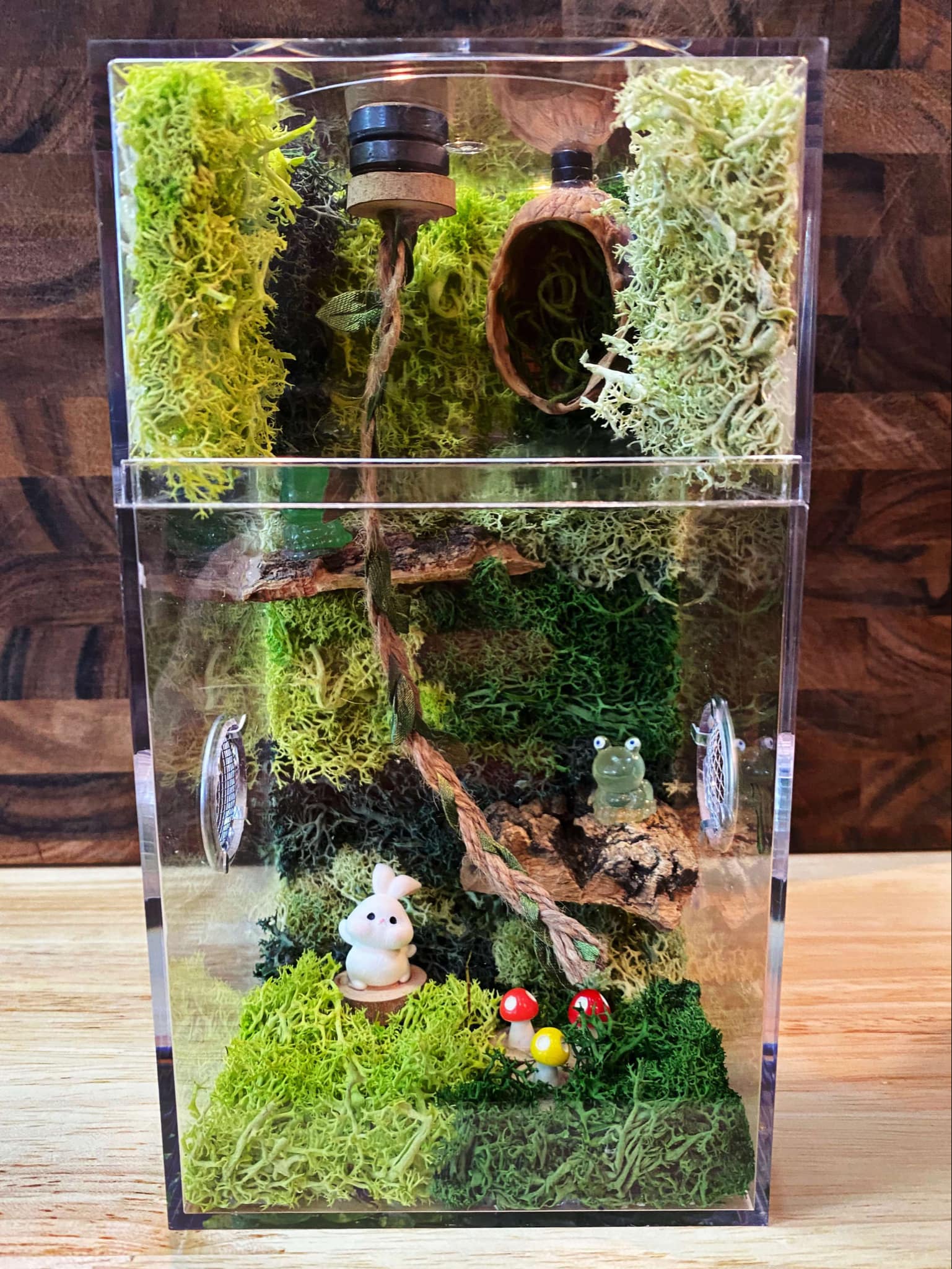 Custom Regal Jumping Spider Enclosure For Sale