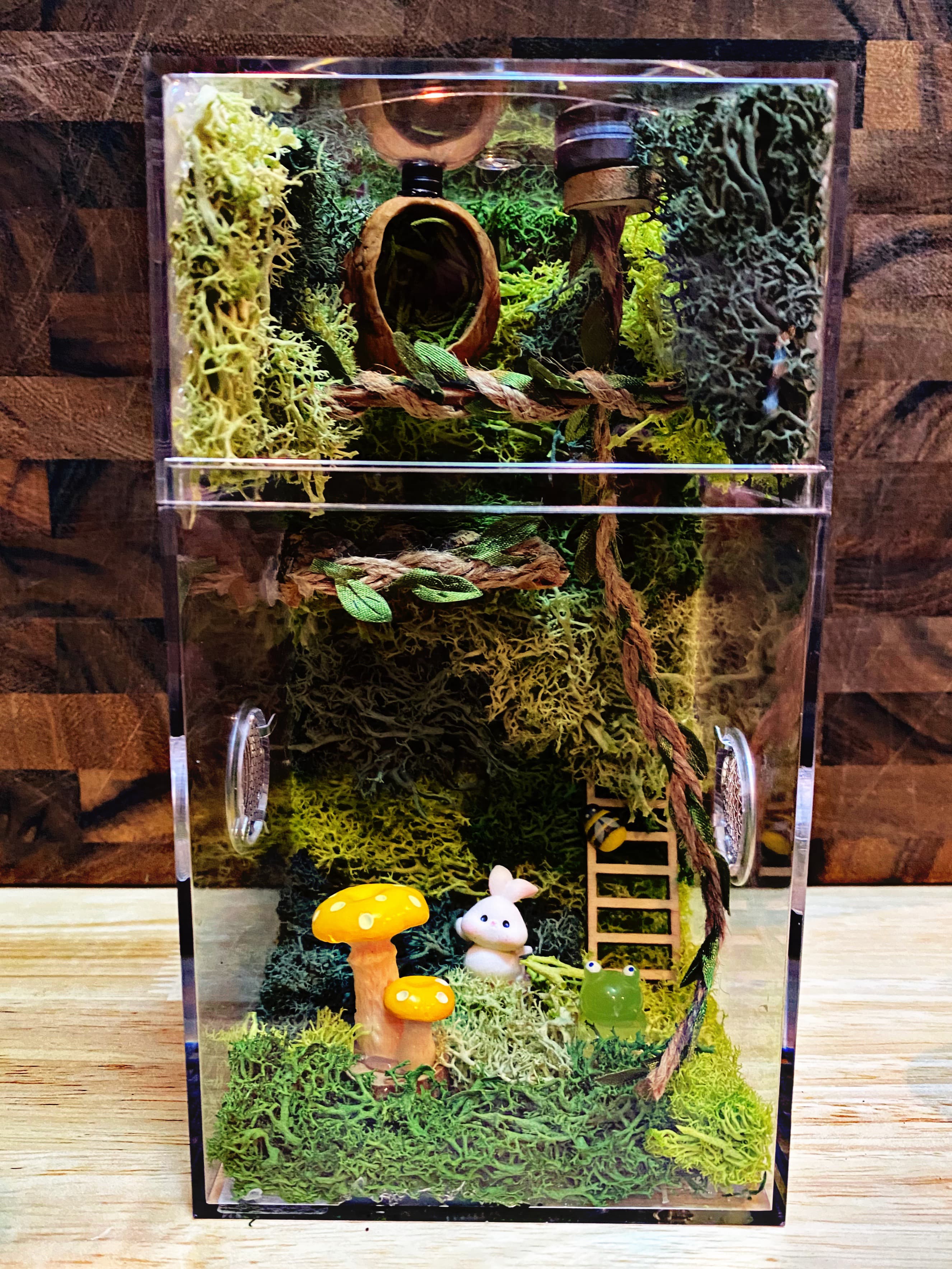 Custom Jumping Spider Enclosure For Sale