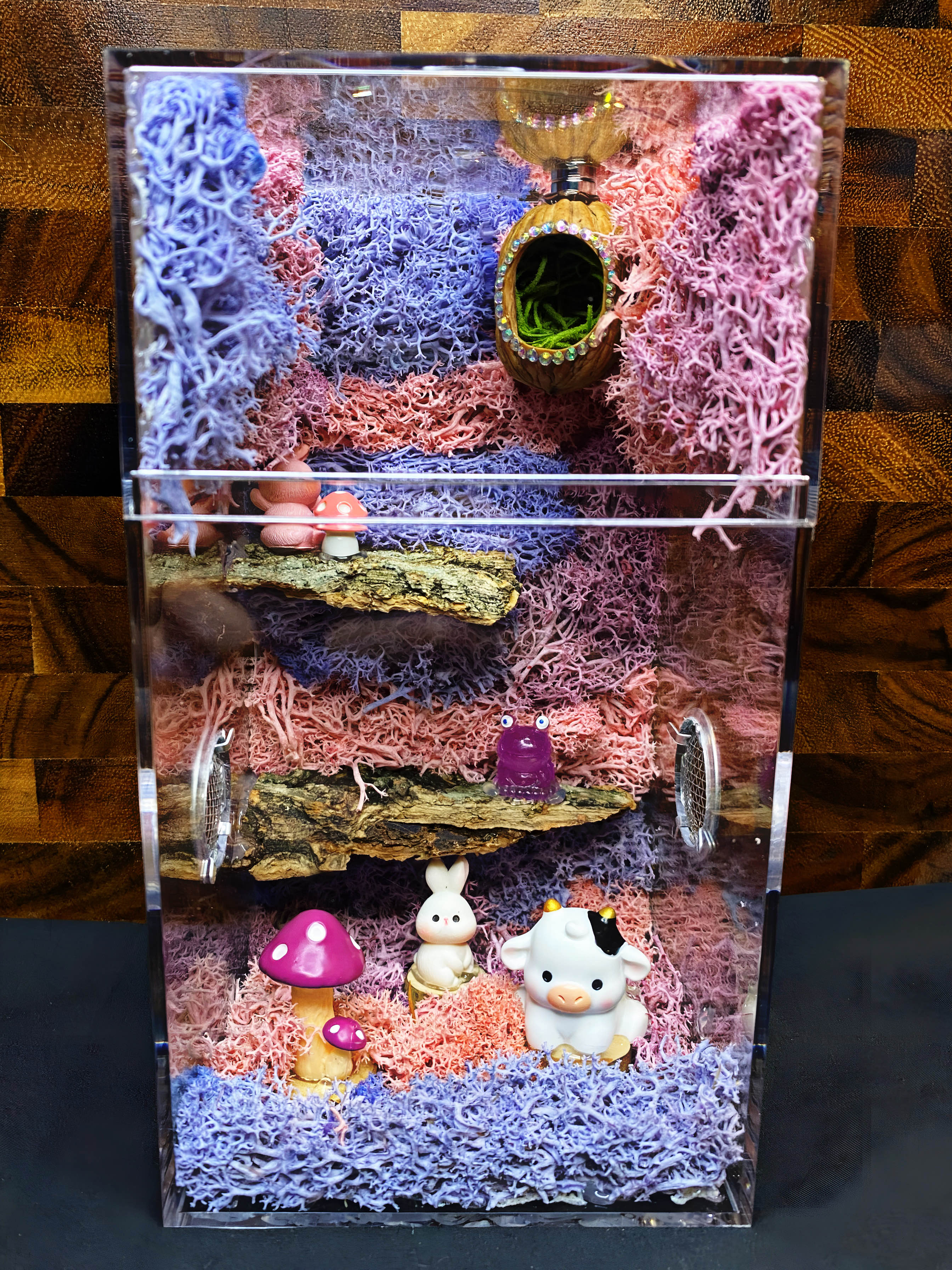 Custom Jumping Spider Enclosures For Sale