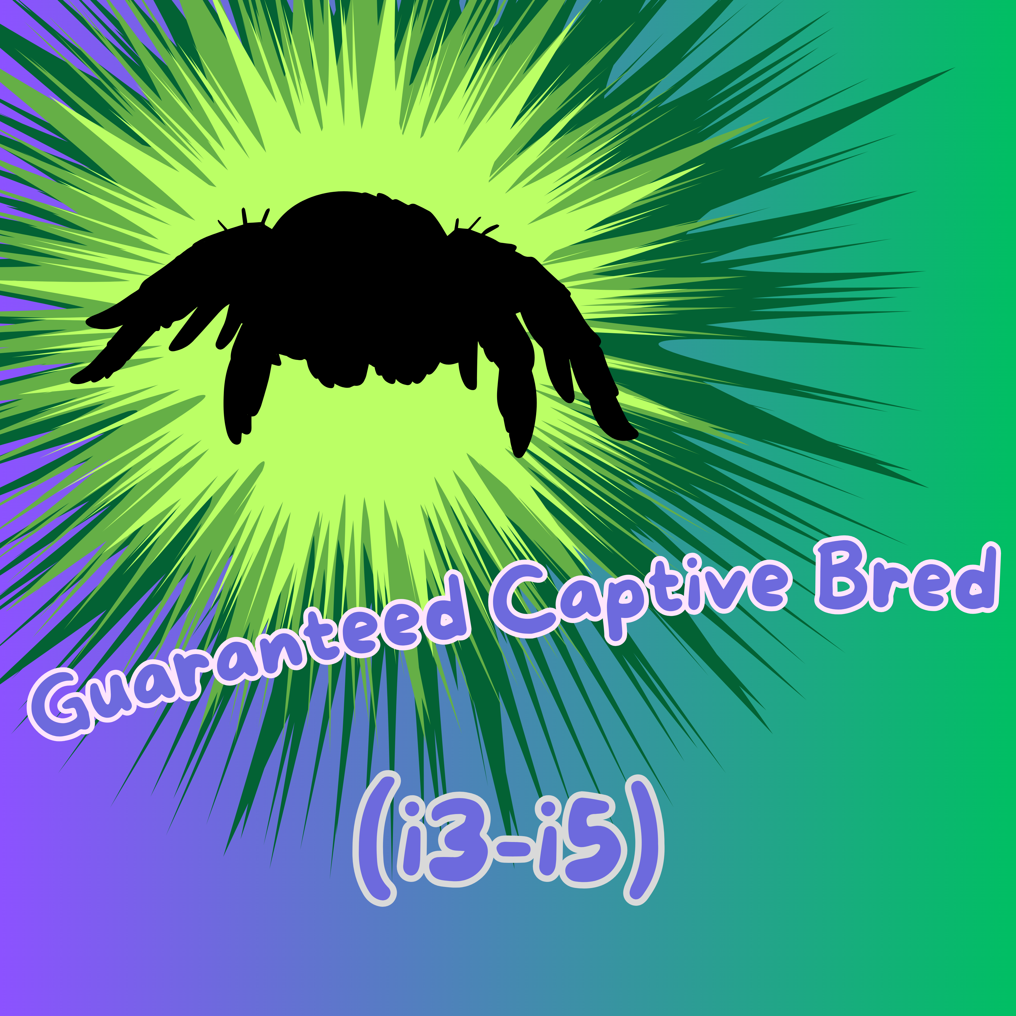 guaranteed captive bred jumping spider for sale