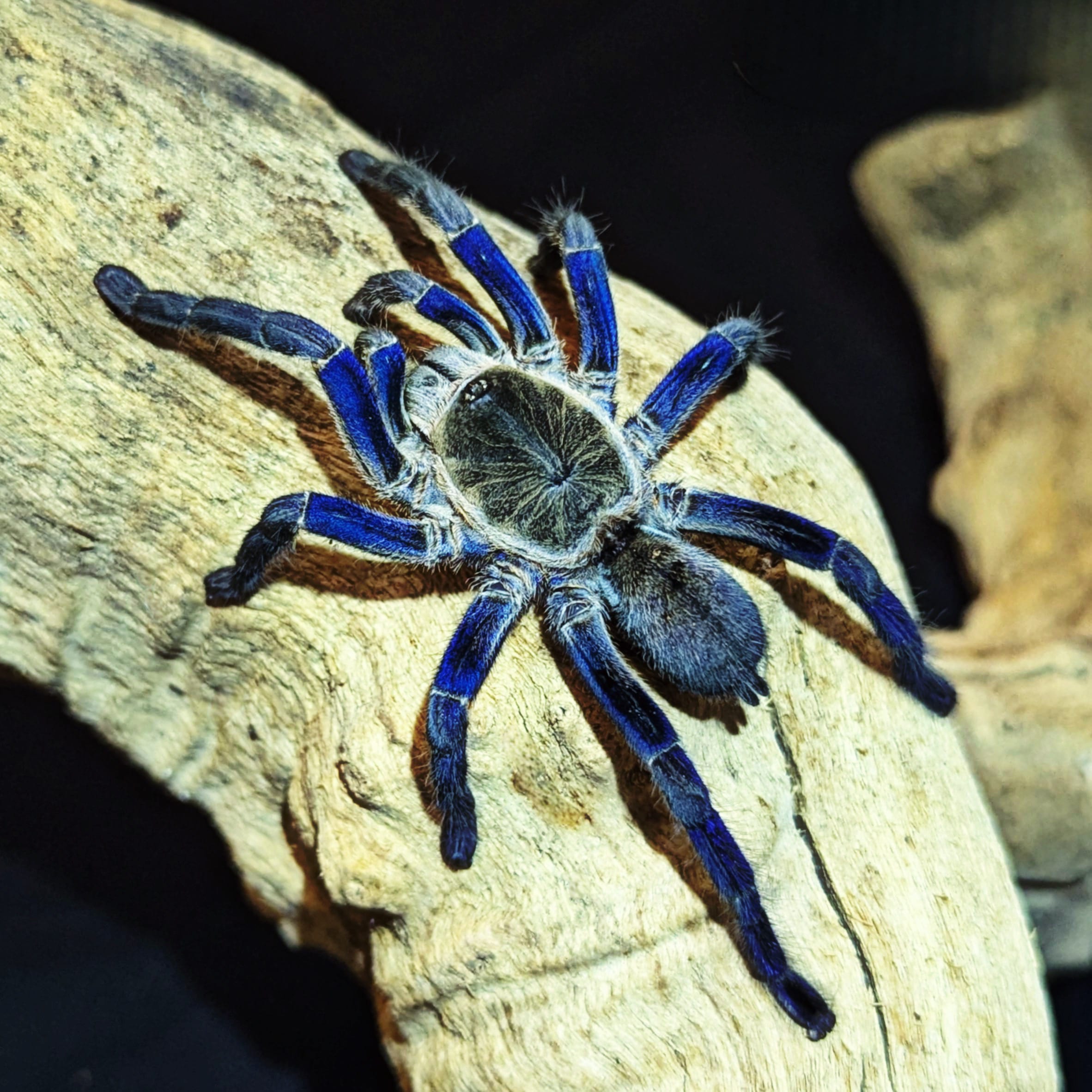 Cobalt Blue Tarantula, Cyriopagopus lividus, For Sale