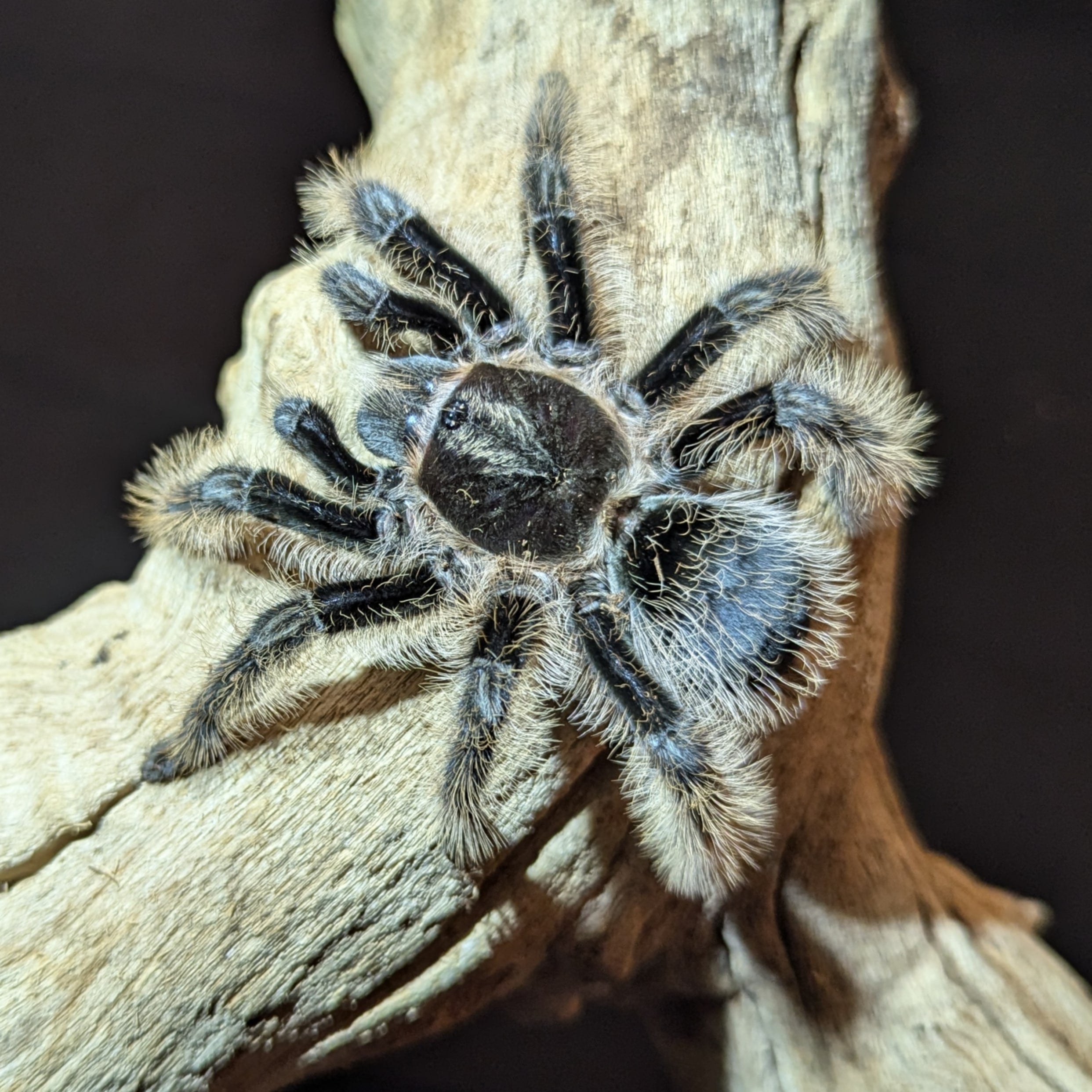 Curly Hair Tarantula, Tliltocatl albopilosus, For Sale