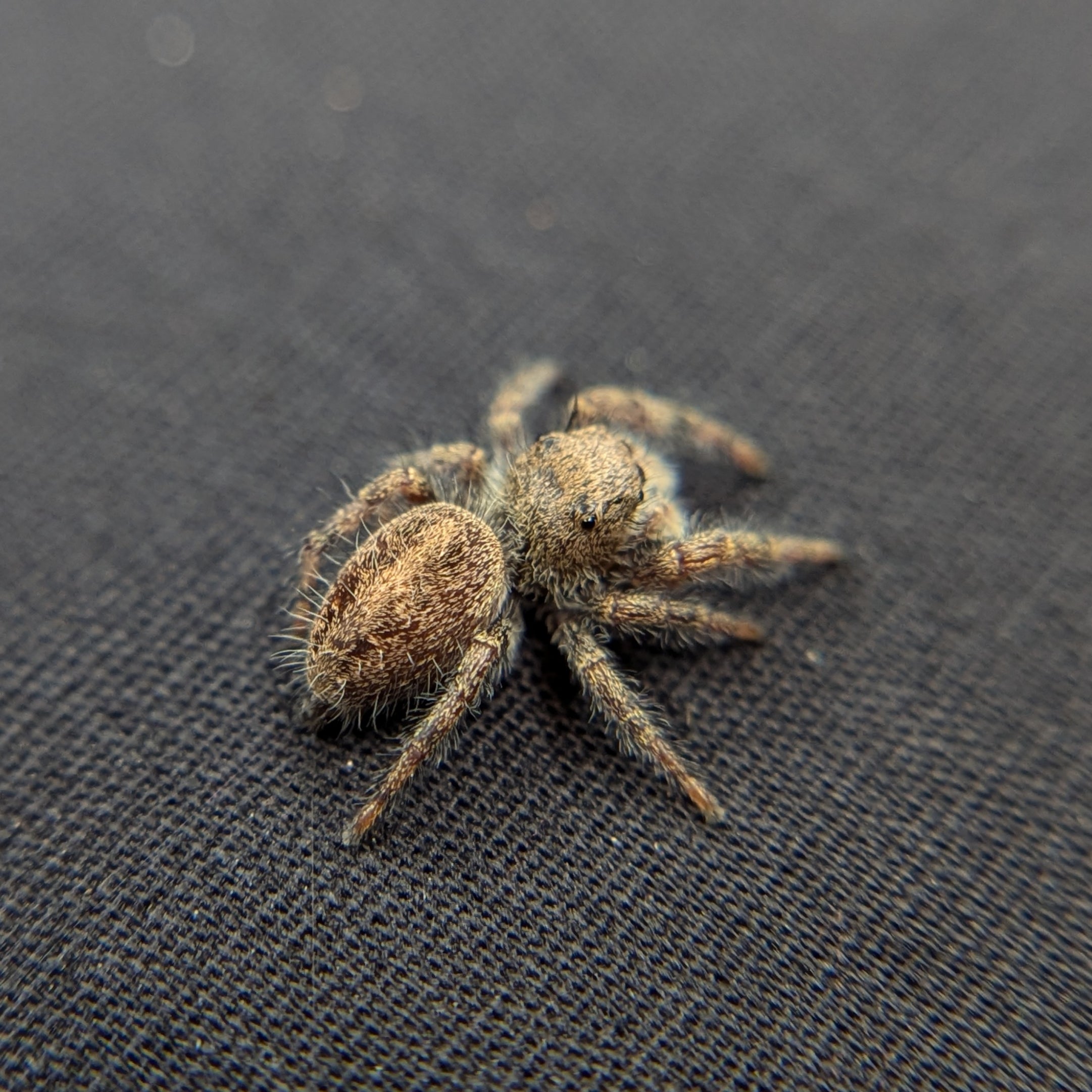 Habronattus sp. jumping spider for sale