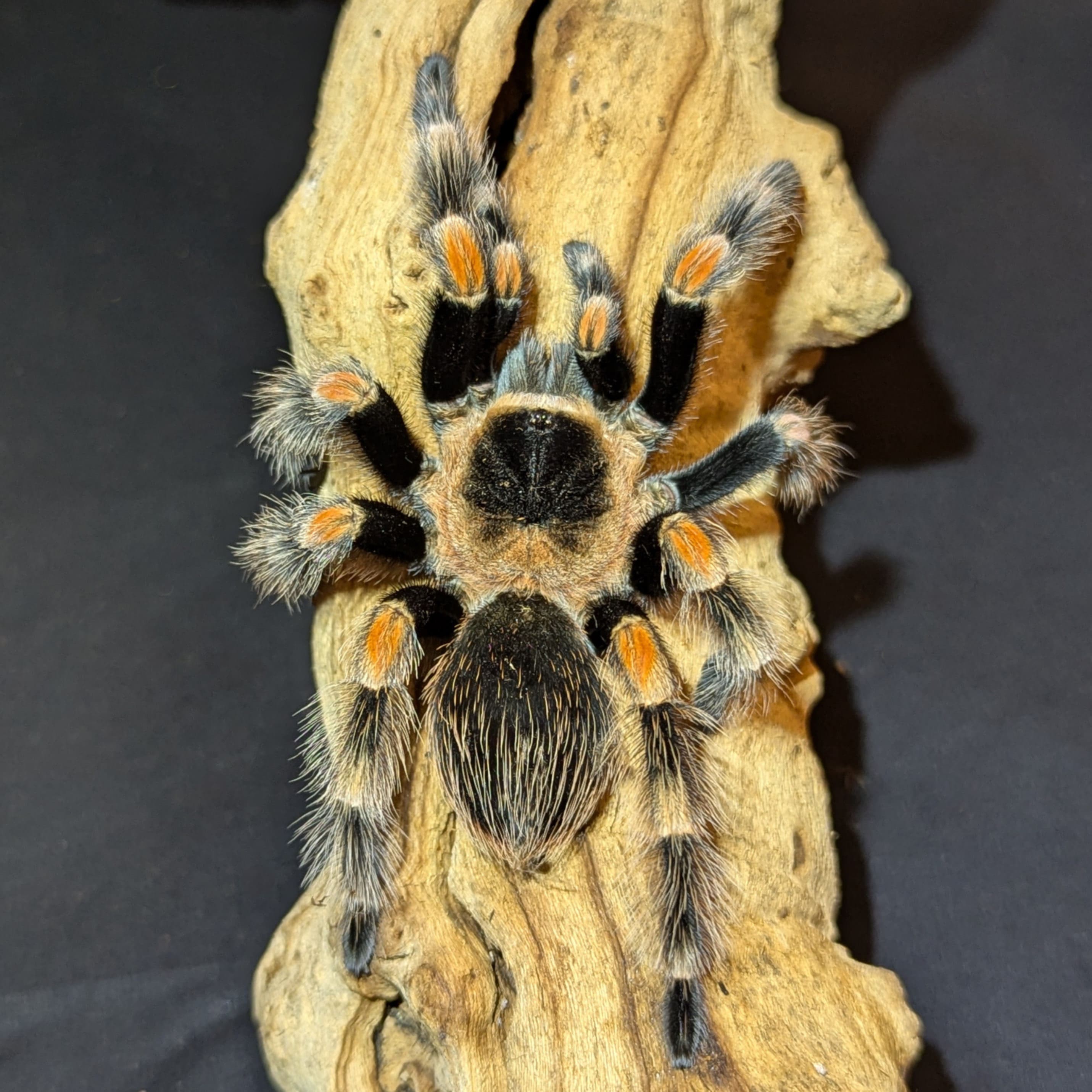 Mexican Red Knee, Brachypelma hamorii, For Sale