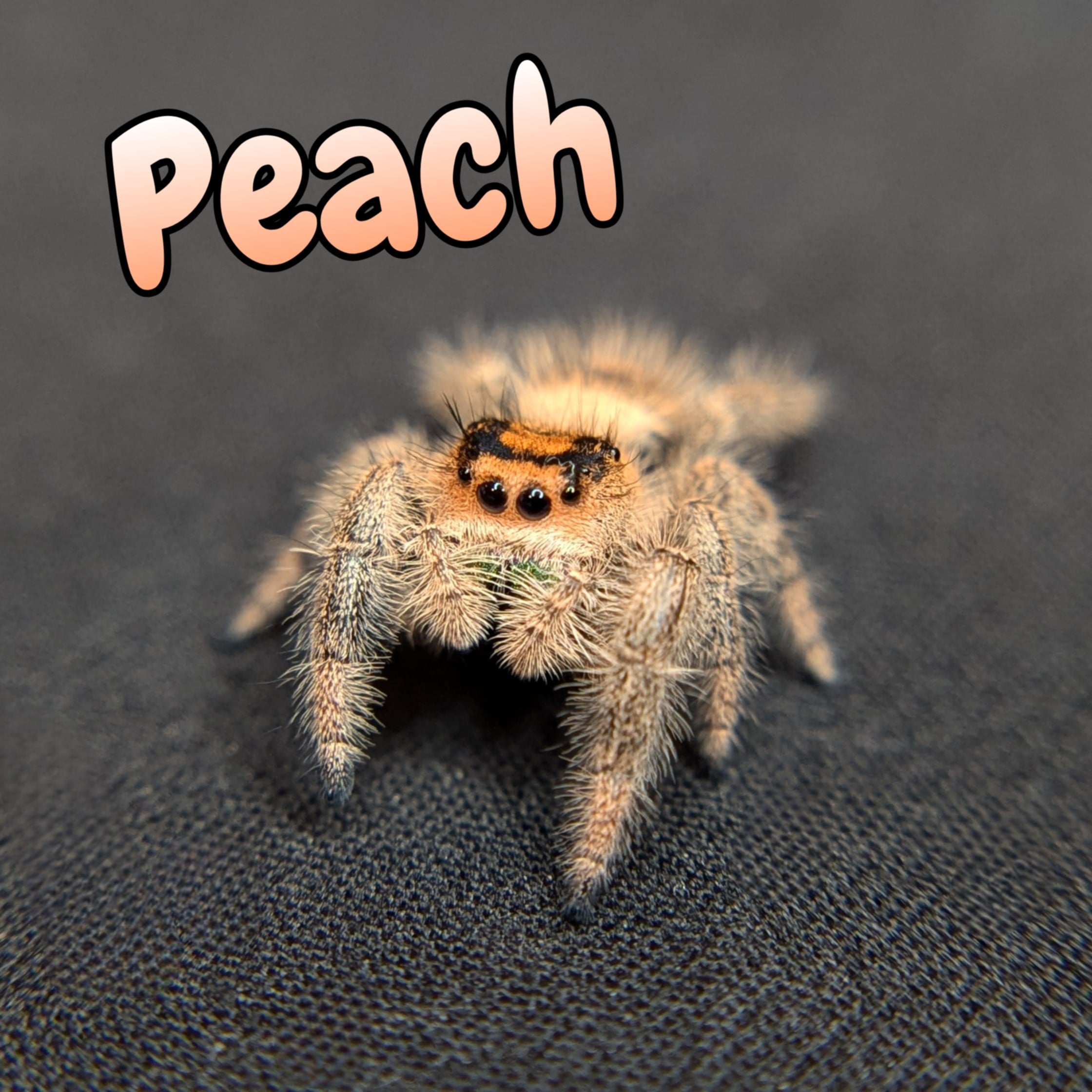 Regal jumping spider for Auction