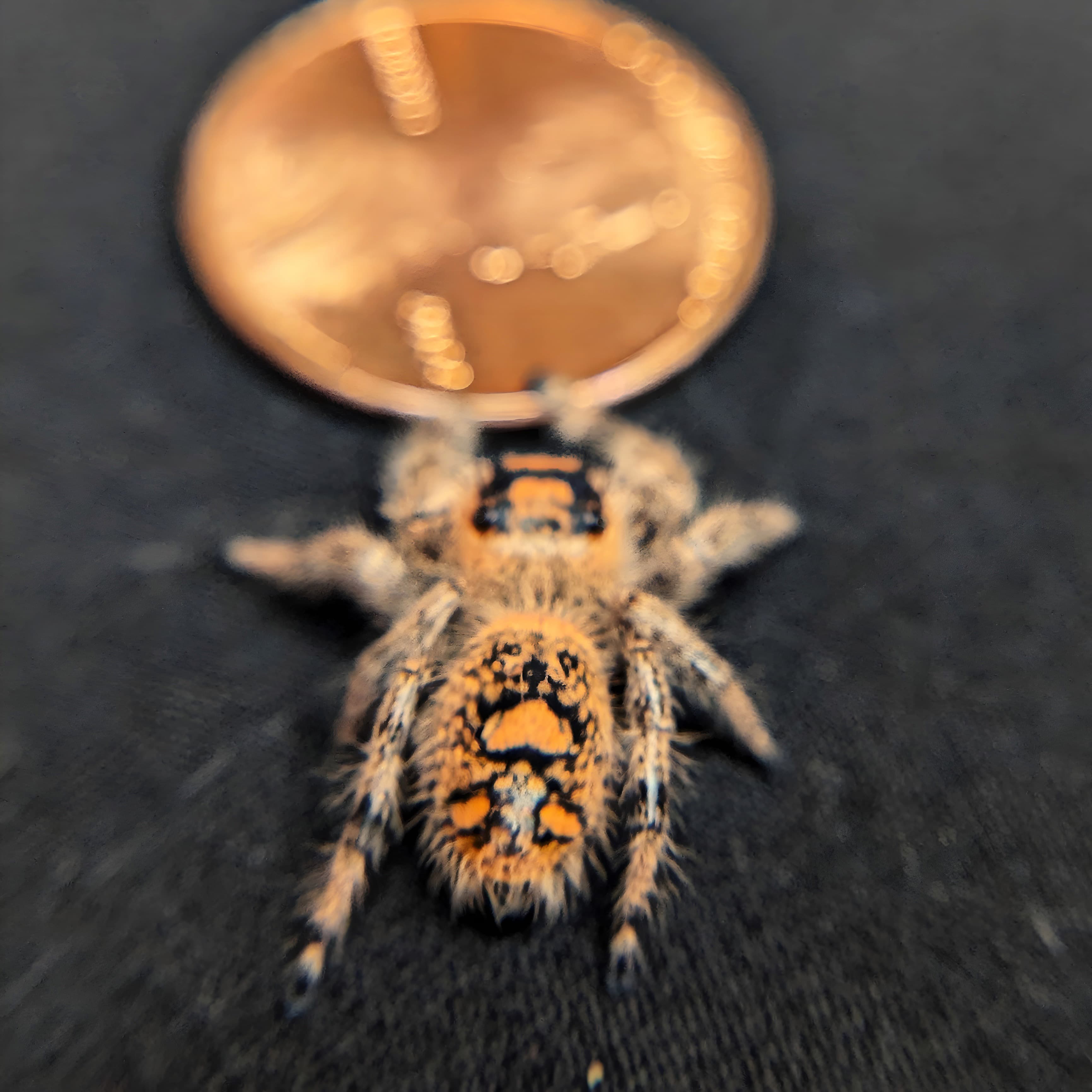 Regal jumping spider for Auction, Top View