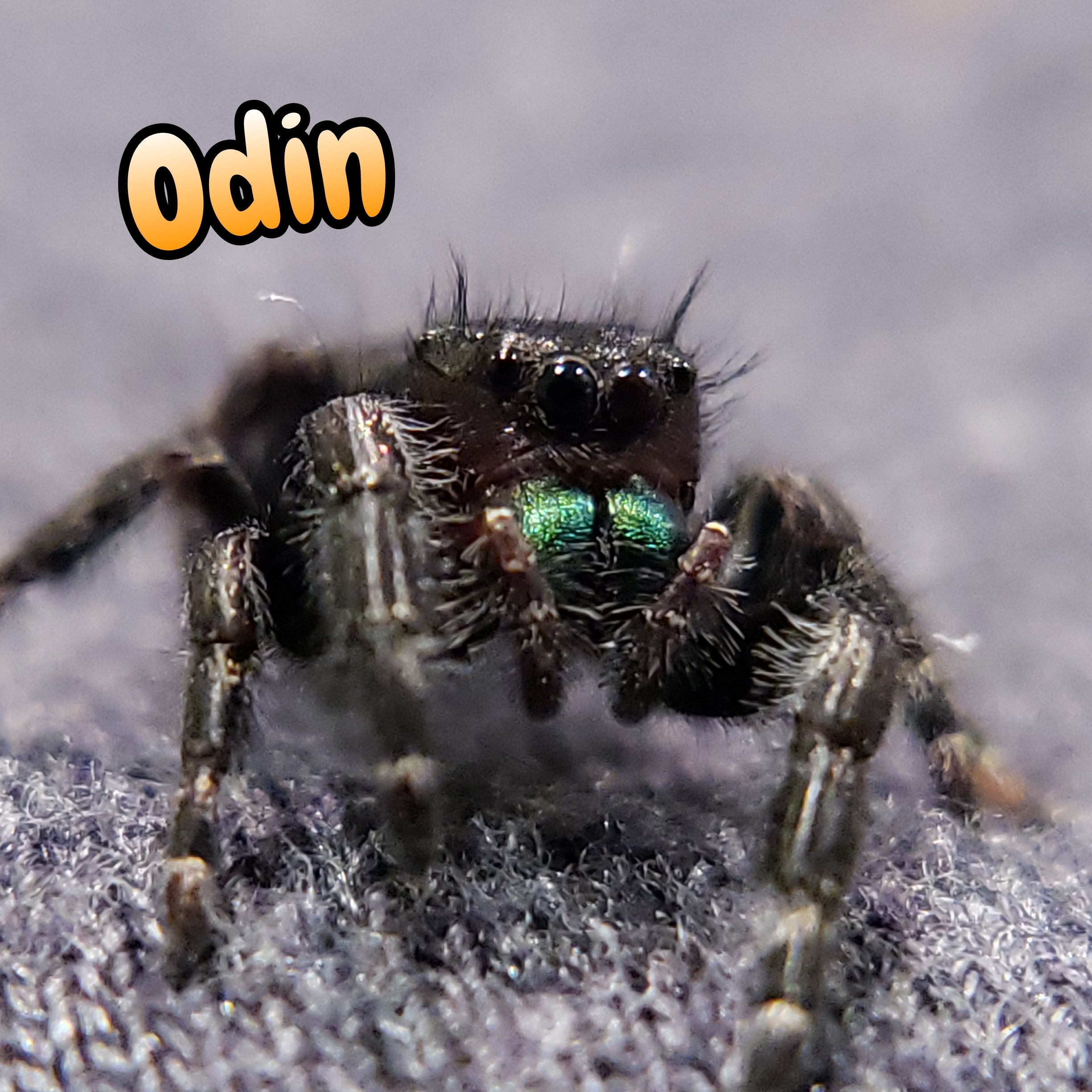 Audax Jumping Spider "Odin"