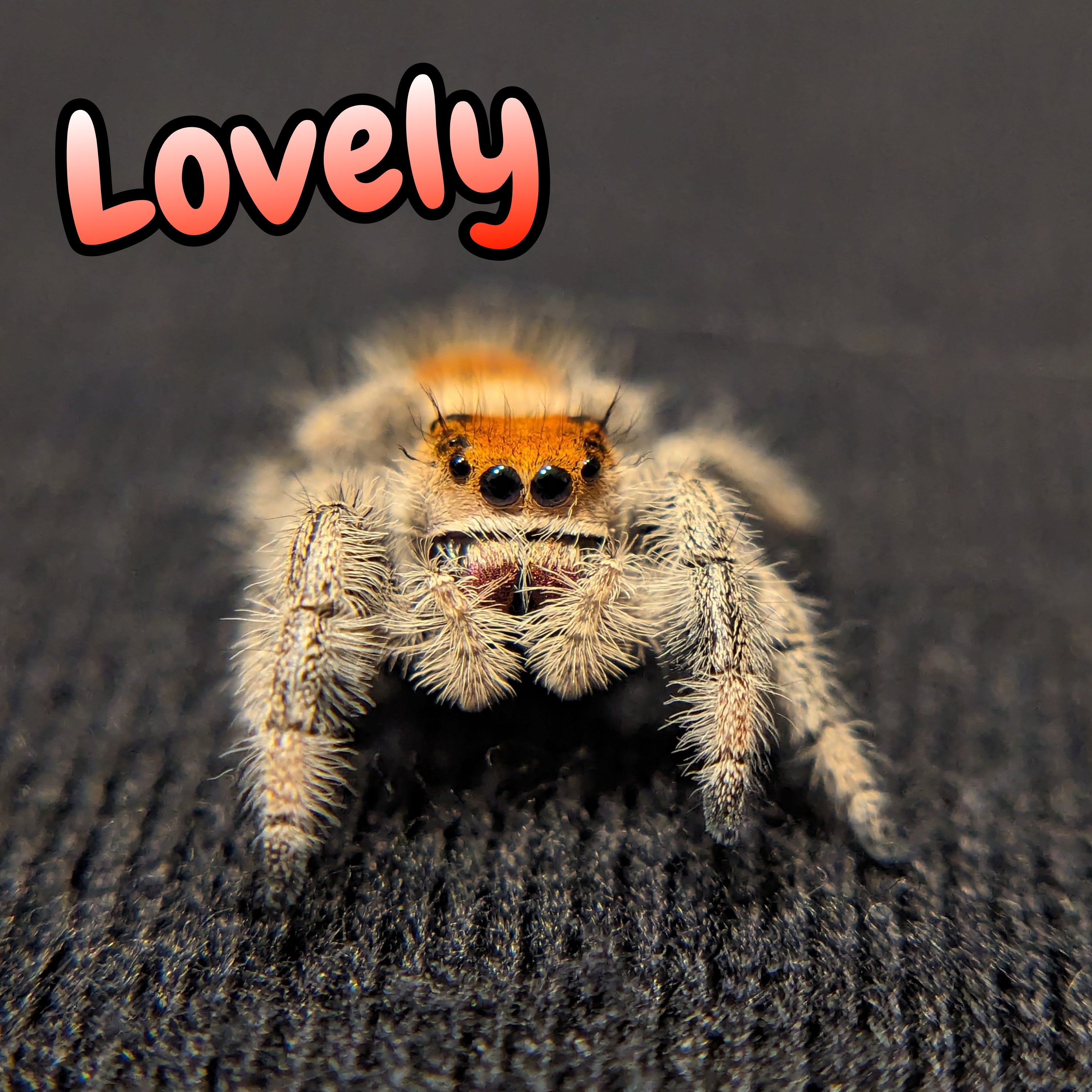 Regal Jumping Spider "Lovely"