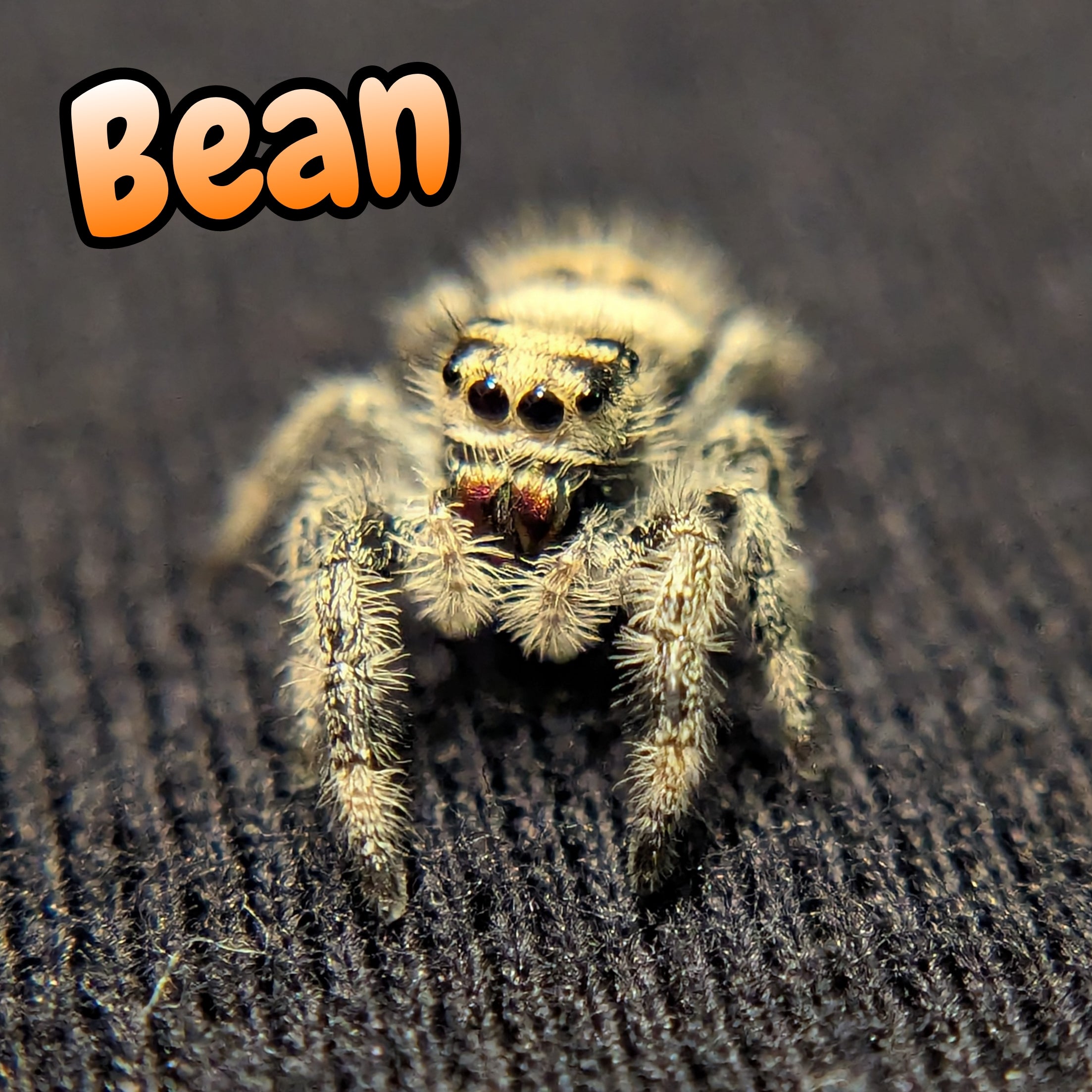 Apalachicola Regal Jumping Spider "Bean"