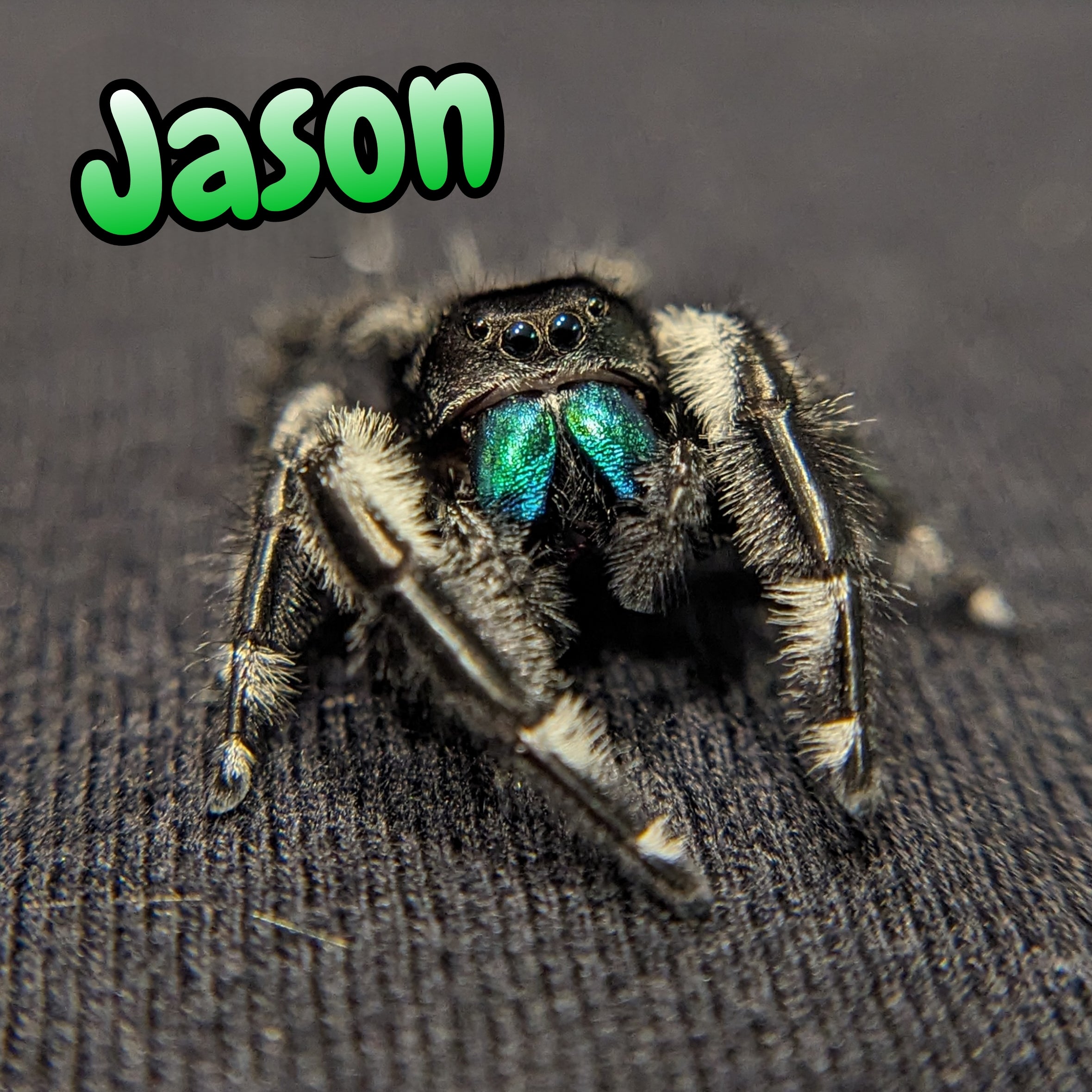 Regal Jumping Spider "Jason"