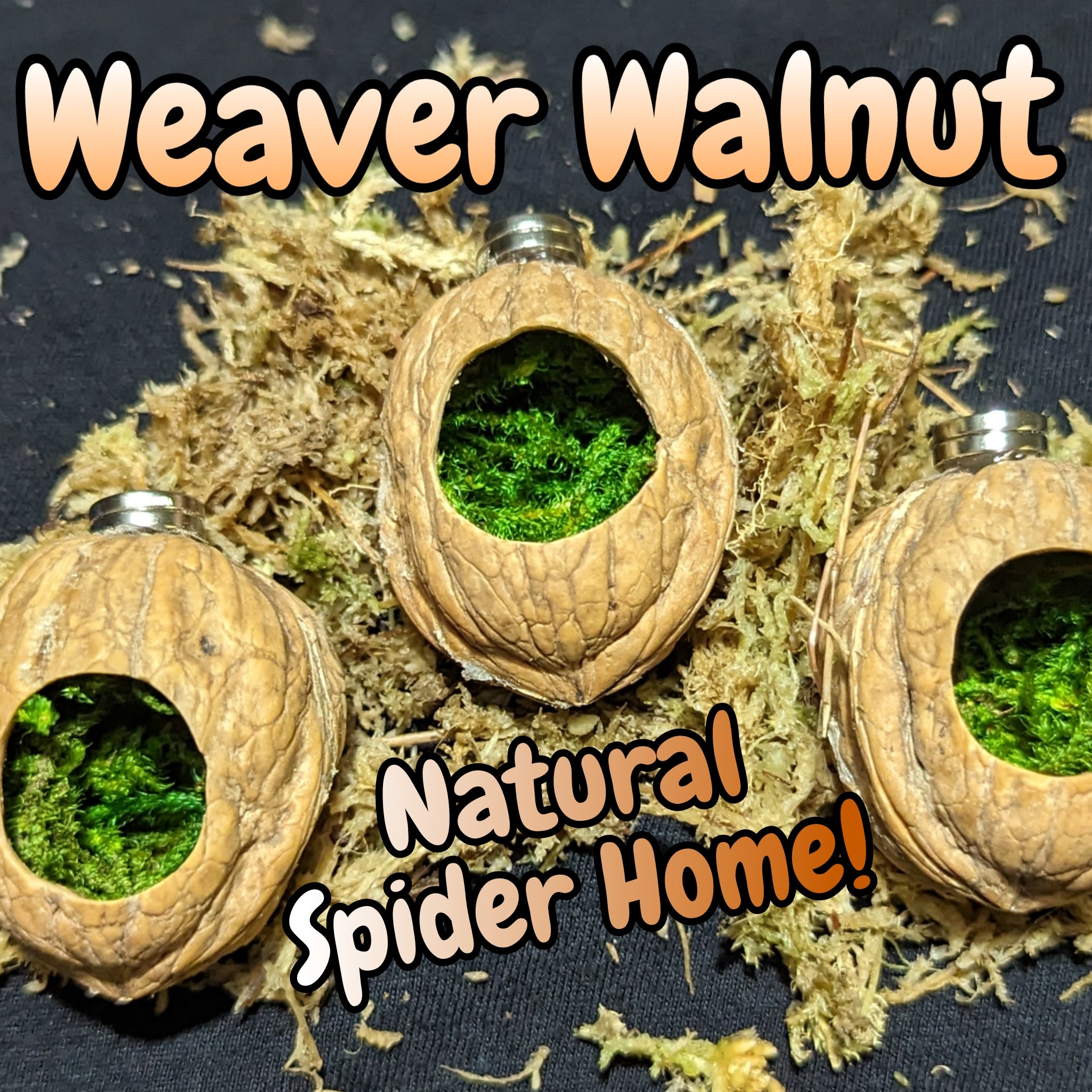Weaver Walnut Spider Home