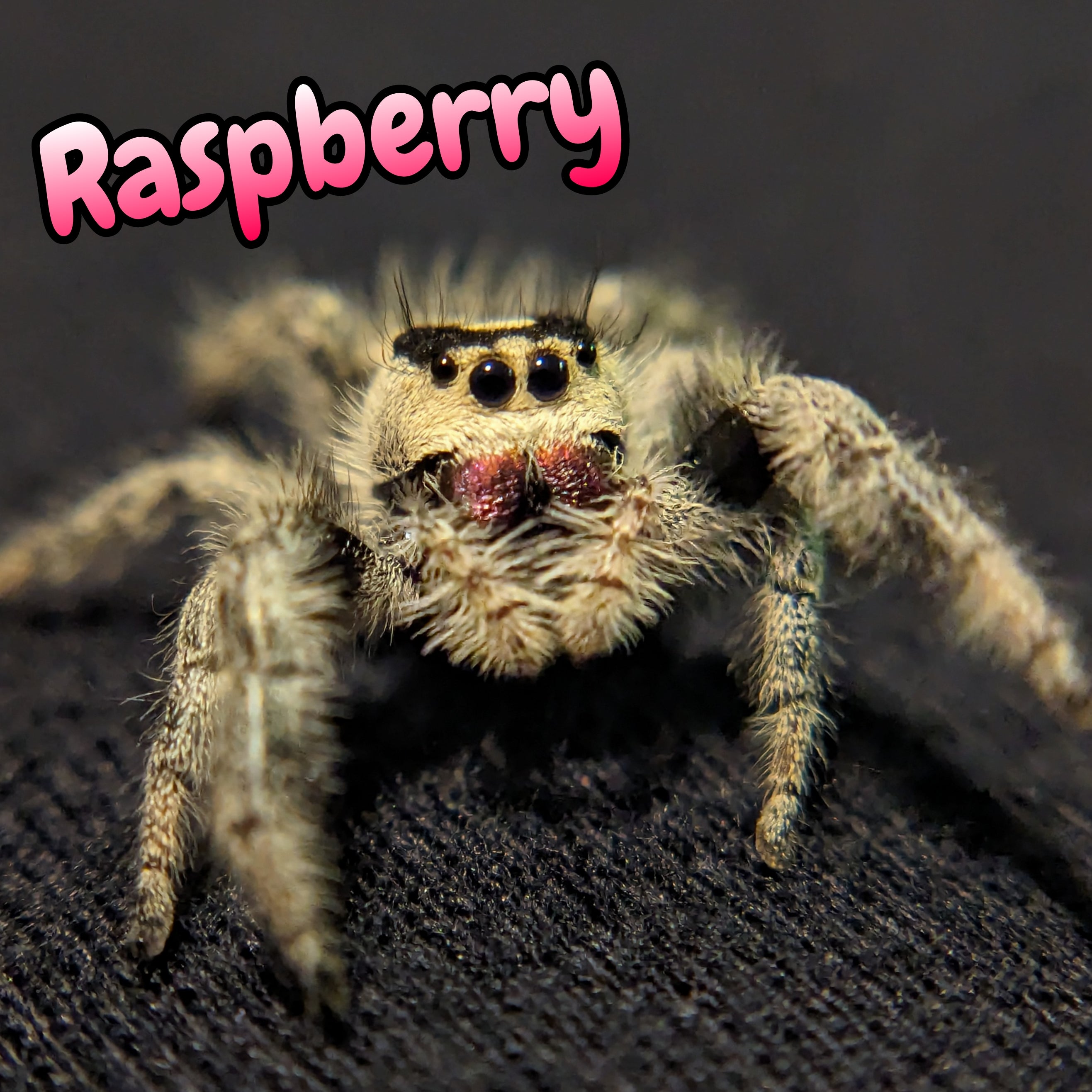Apalachicola Regal Jumping Spider "Raspberry"