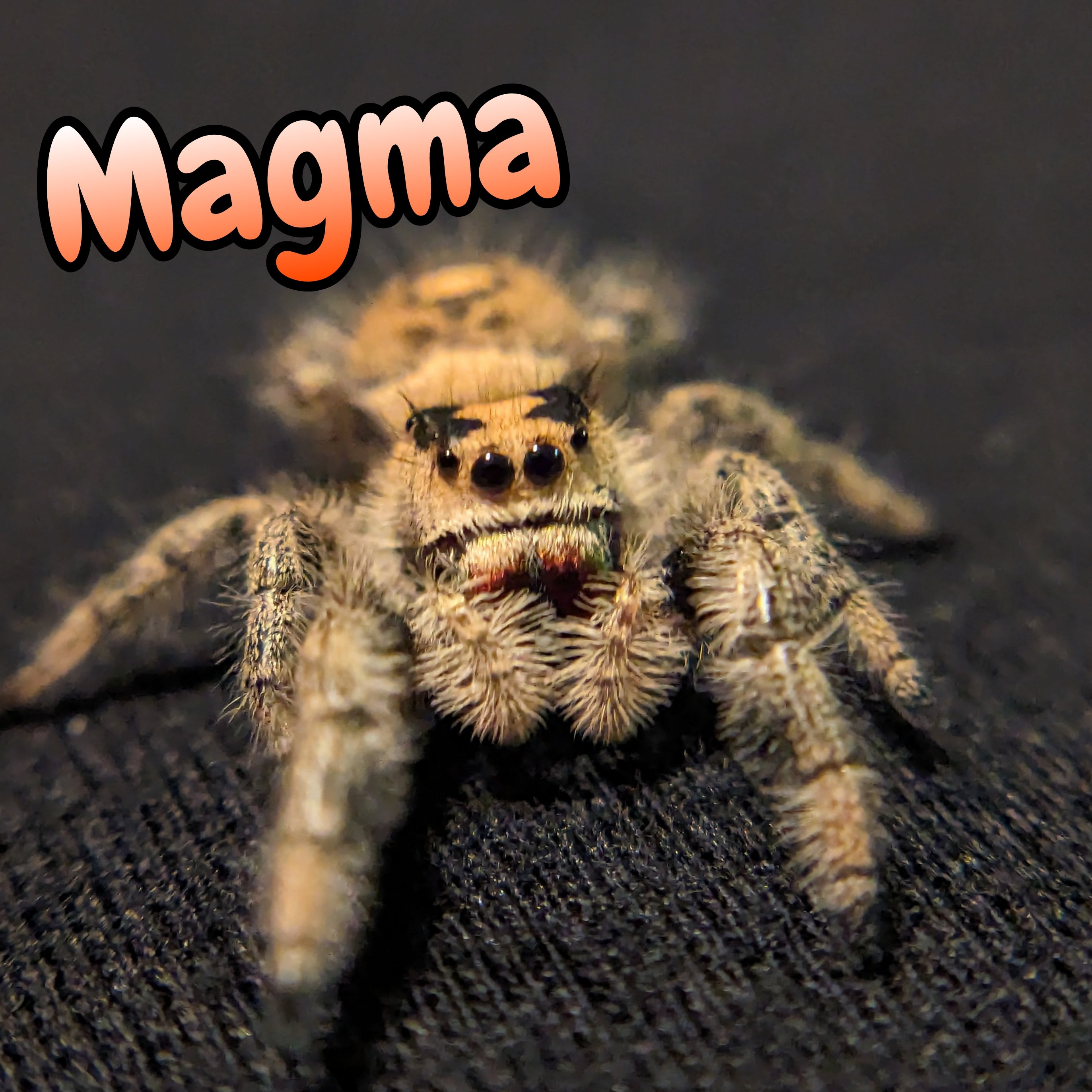 Regal Jumping Spider “Magma”