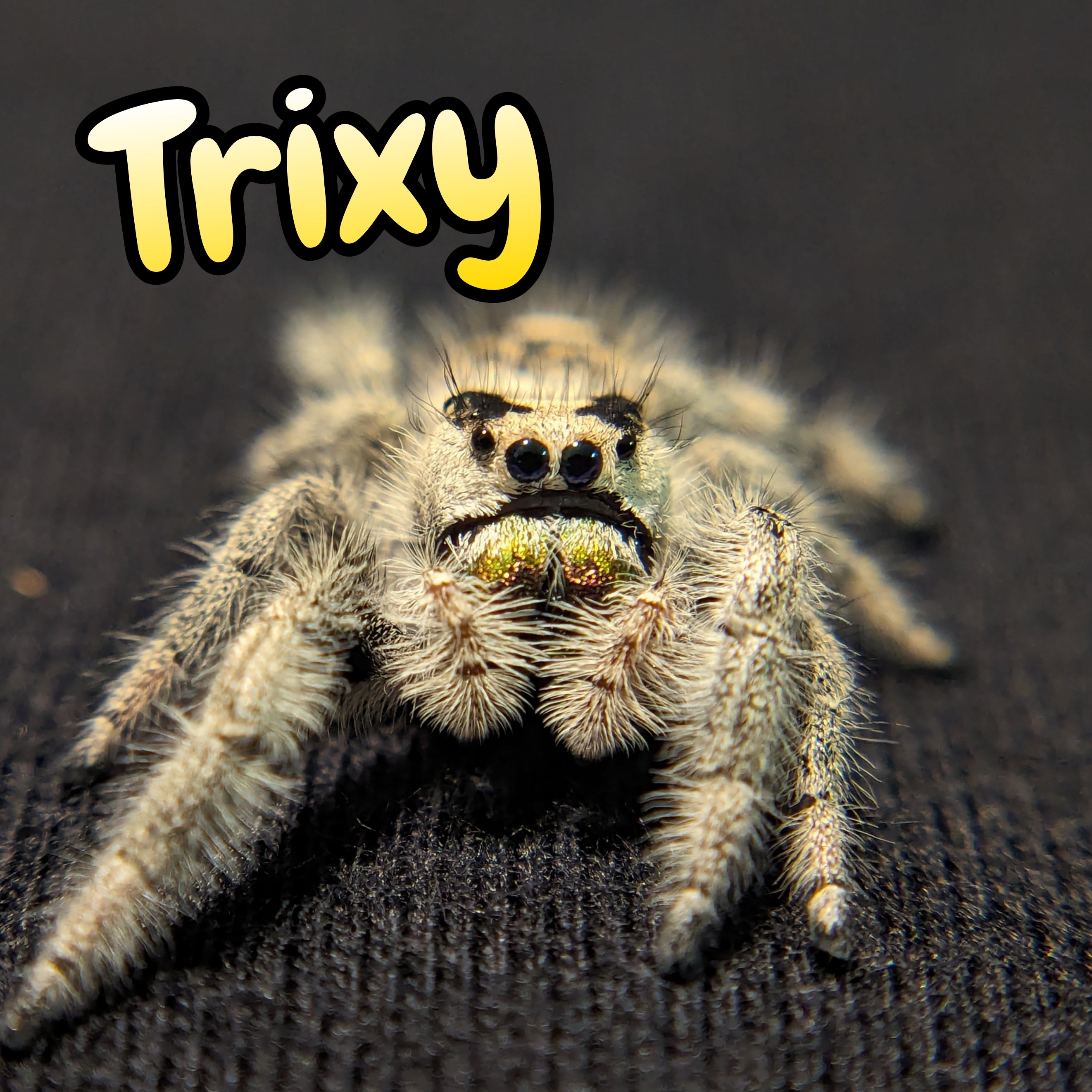 Apalachicola Regal Jumping Spider “Trixy” (Rare)