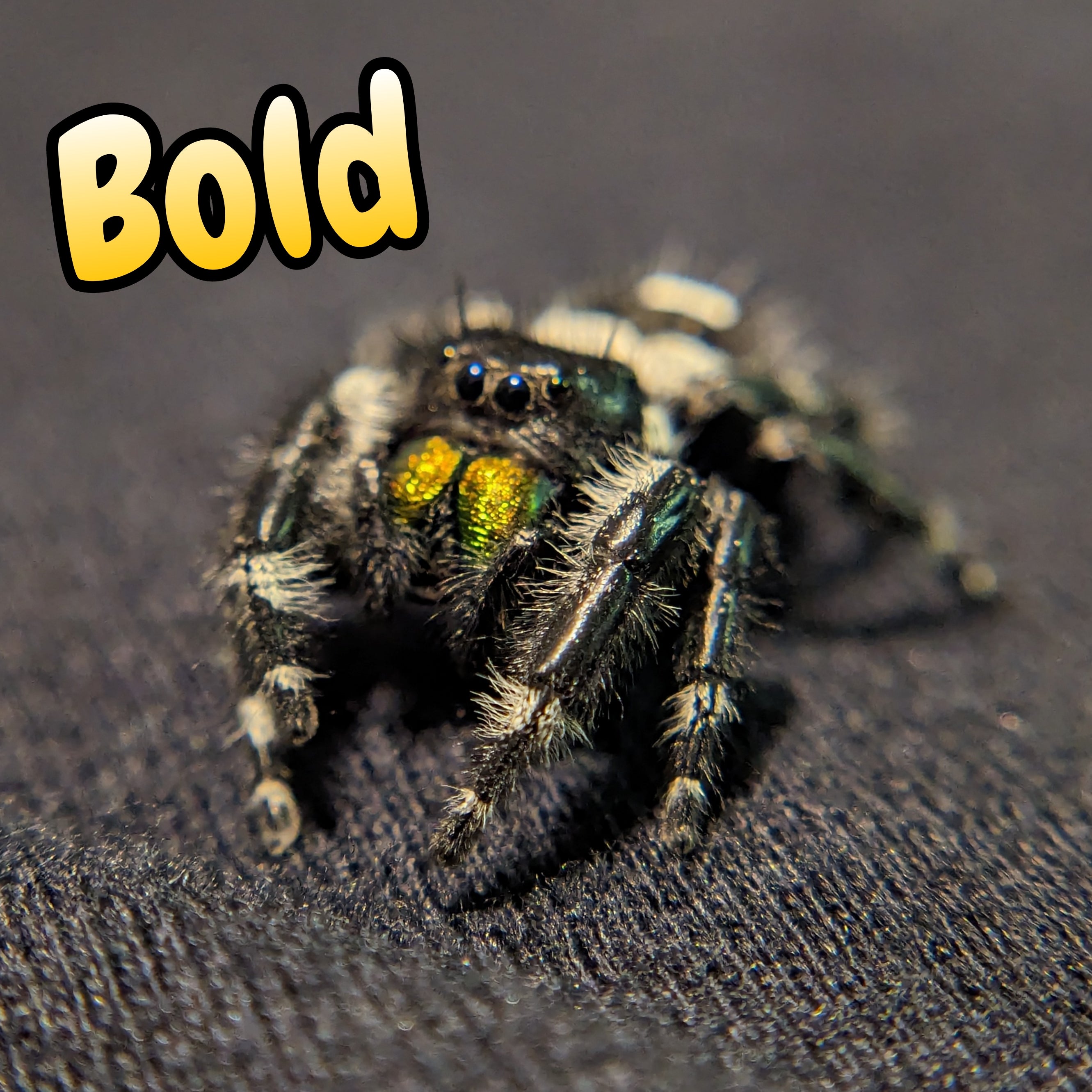 Bold Jumping Spider (Audax)