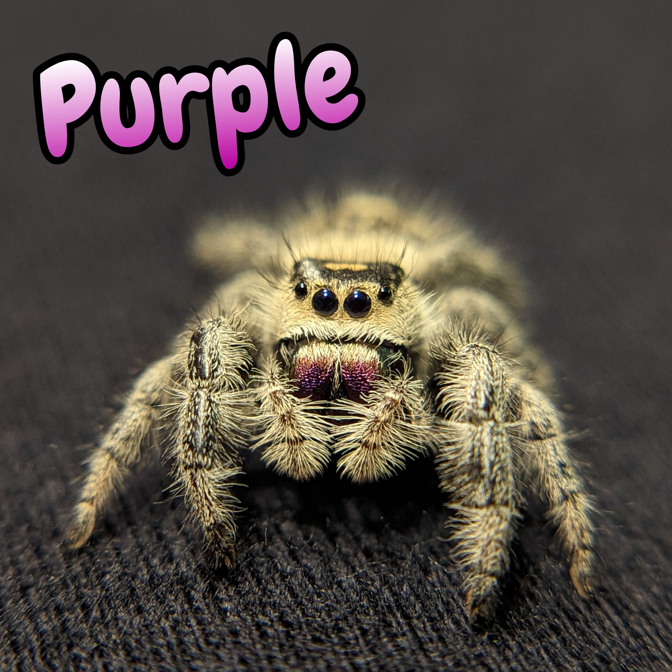 Regal Jumping Spider "Purple"