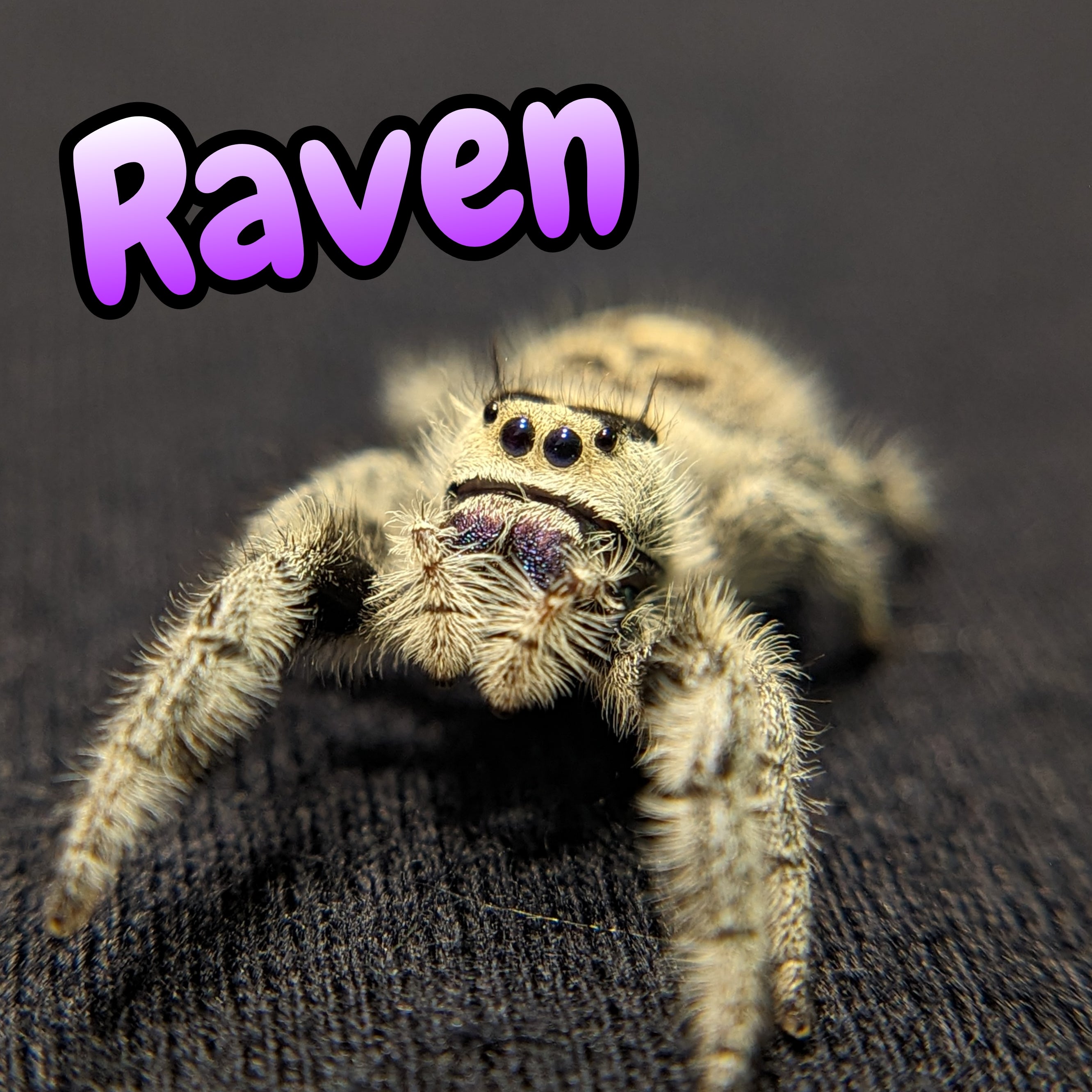 Regal Jumping Spider "Raven"