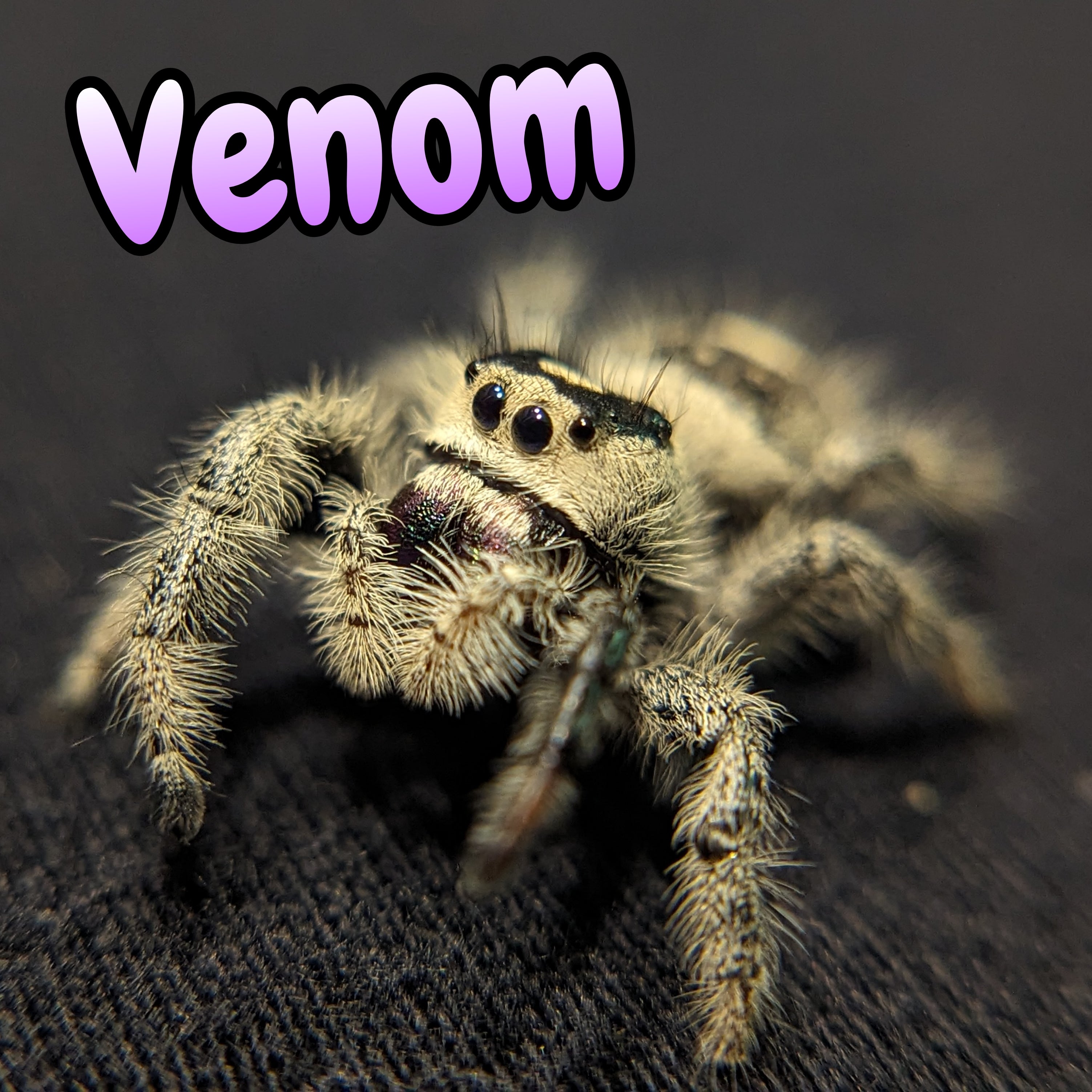 Regal Jumping Spider "Venom"