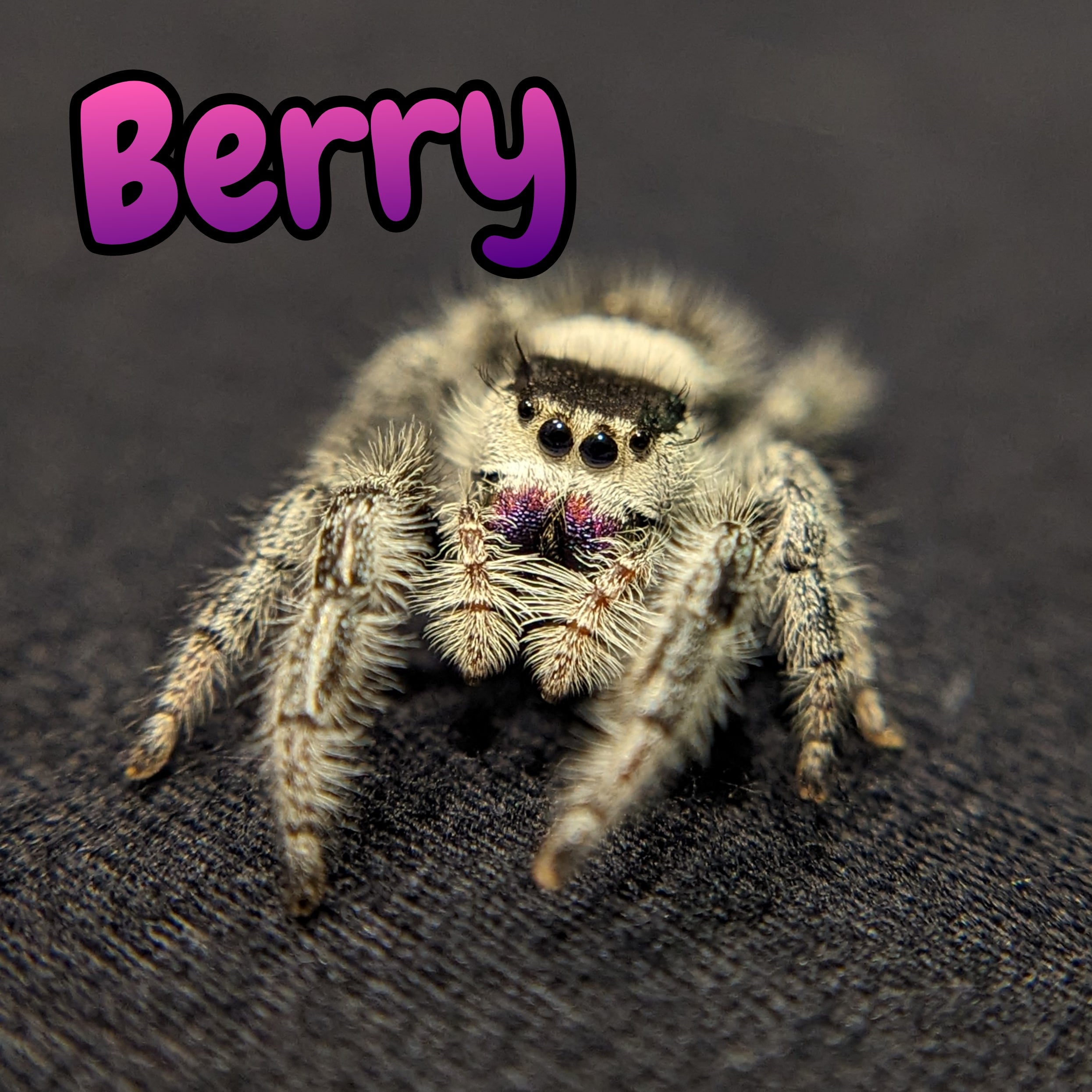 Apalachicola Regal Jumping Spider "Berry"