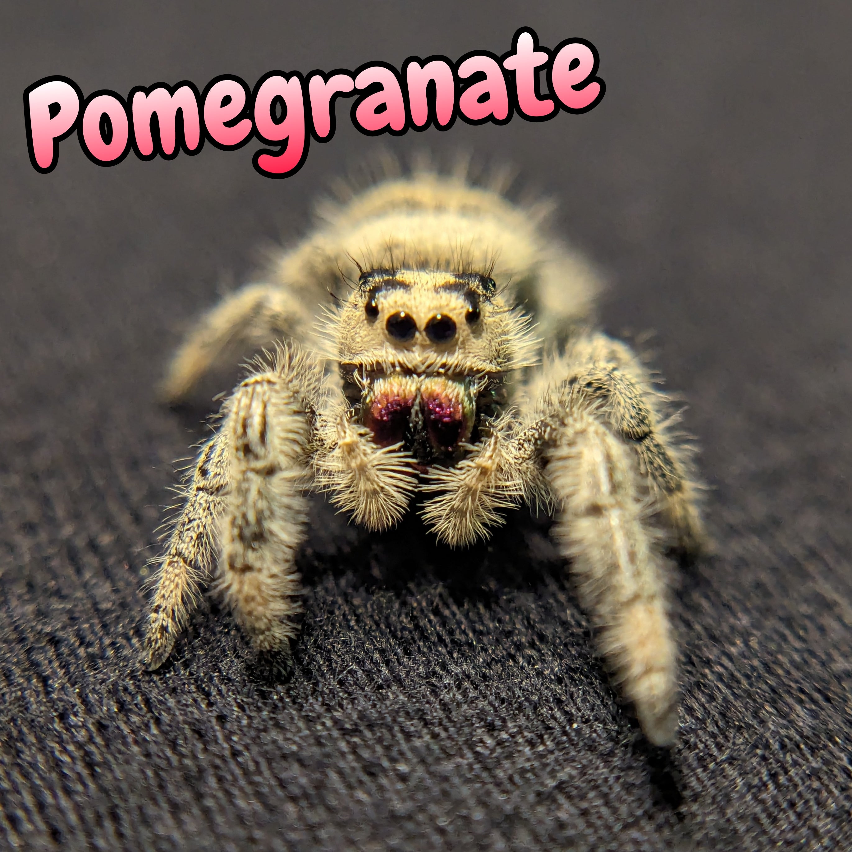 Regal Jumping Spider "Pomegranate"