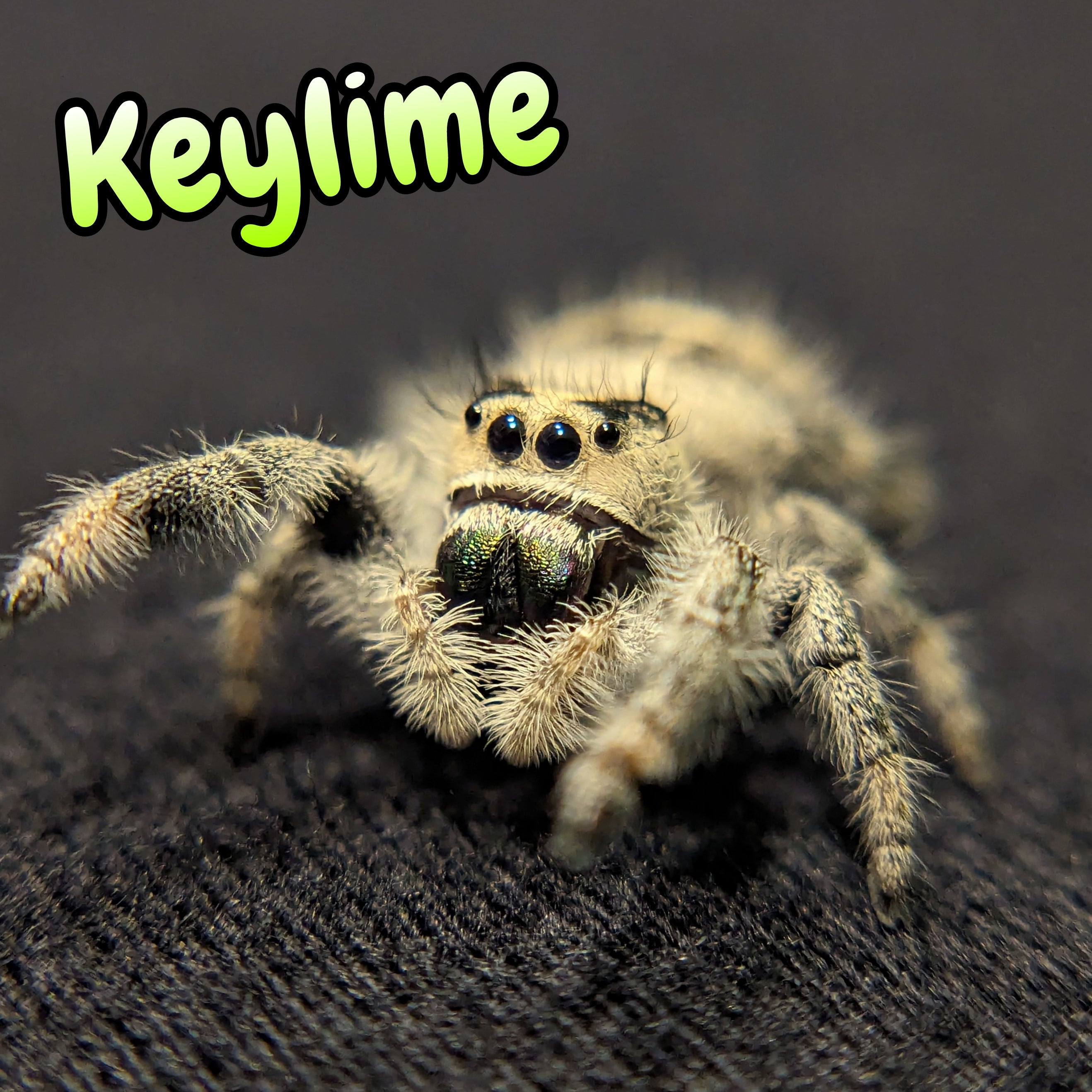 Regal Jumping Spider "Keylime"