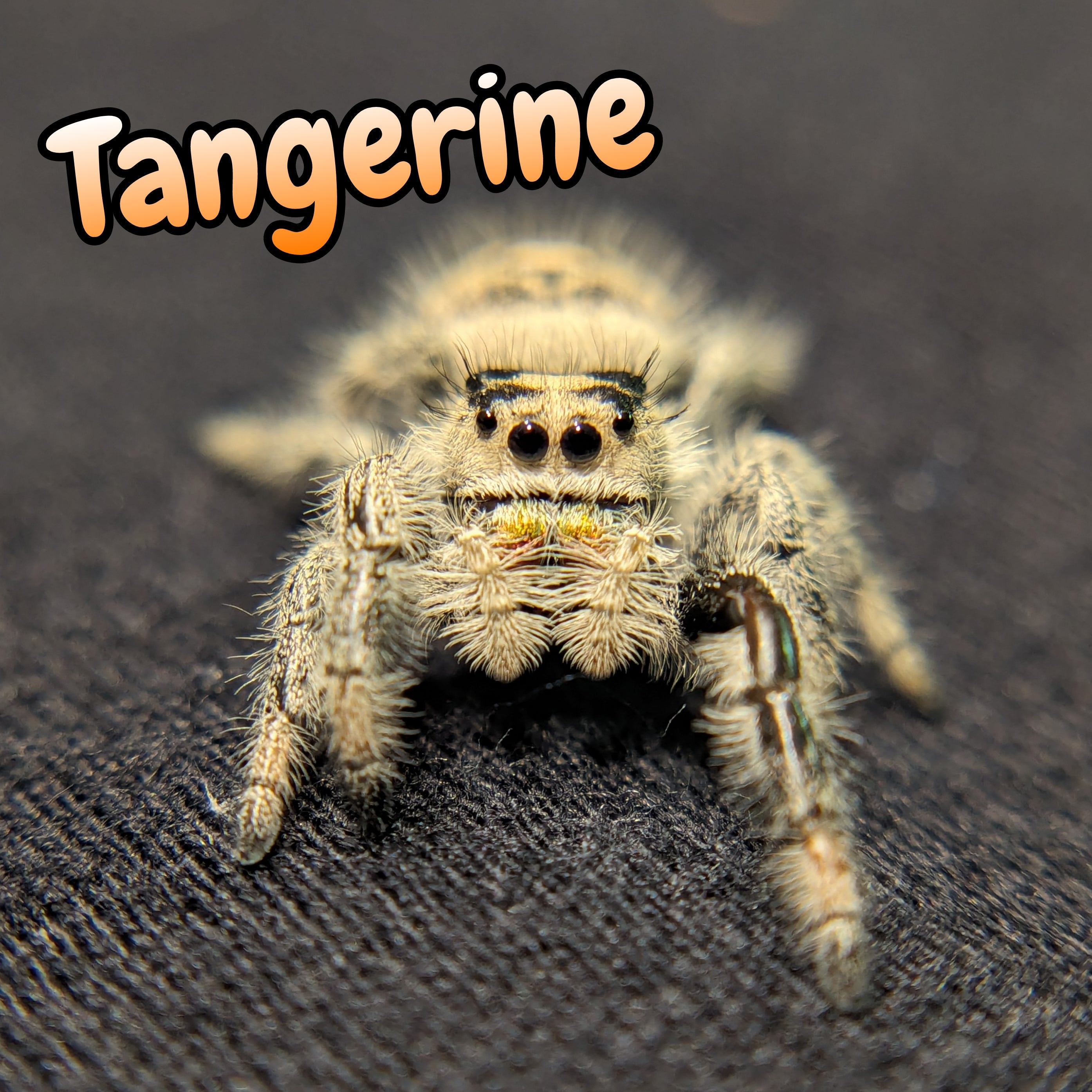 Regal Jumping Spider "Tangerine"