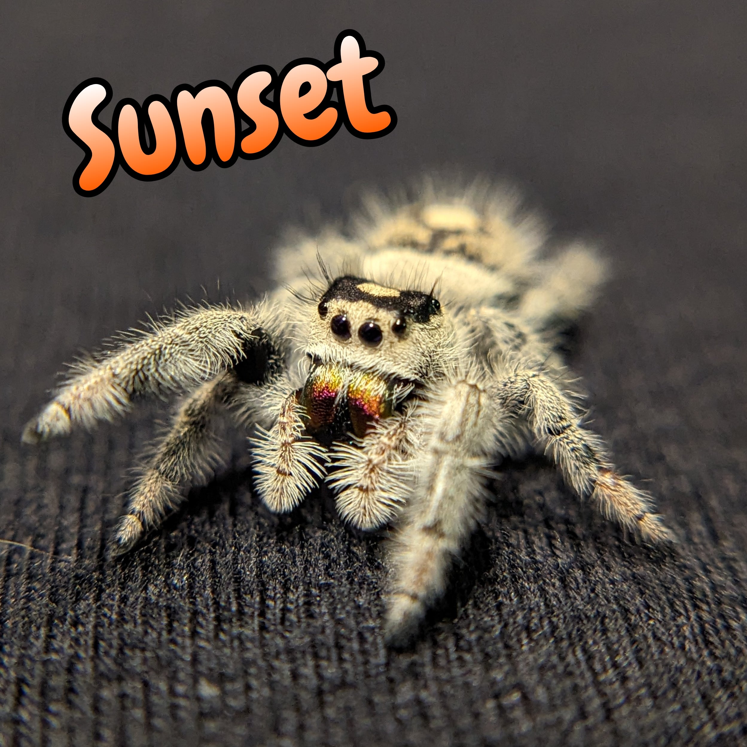 Regal Jumping Spider "Sunset"