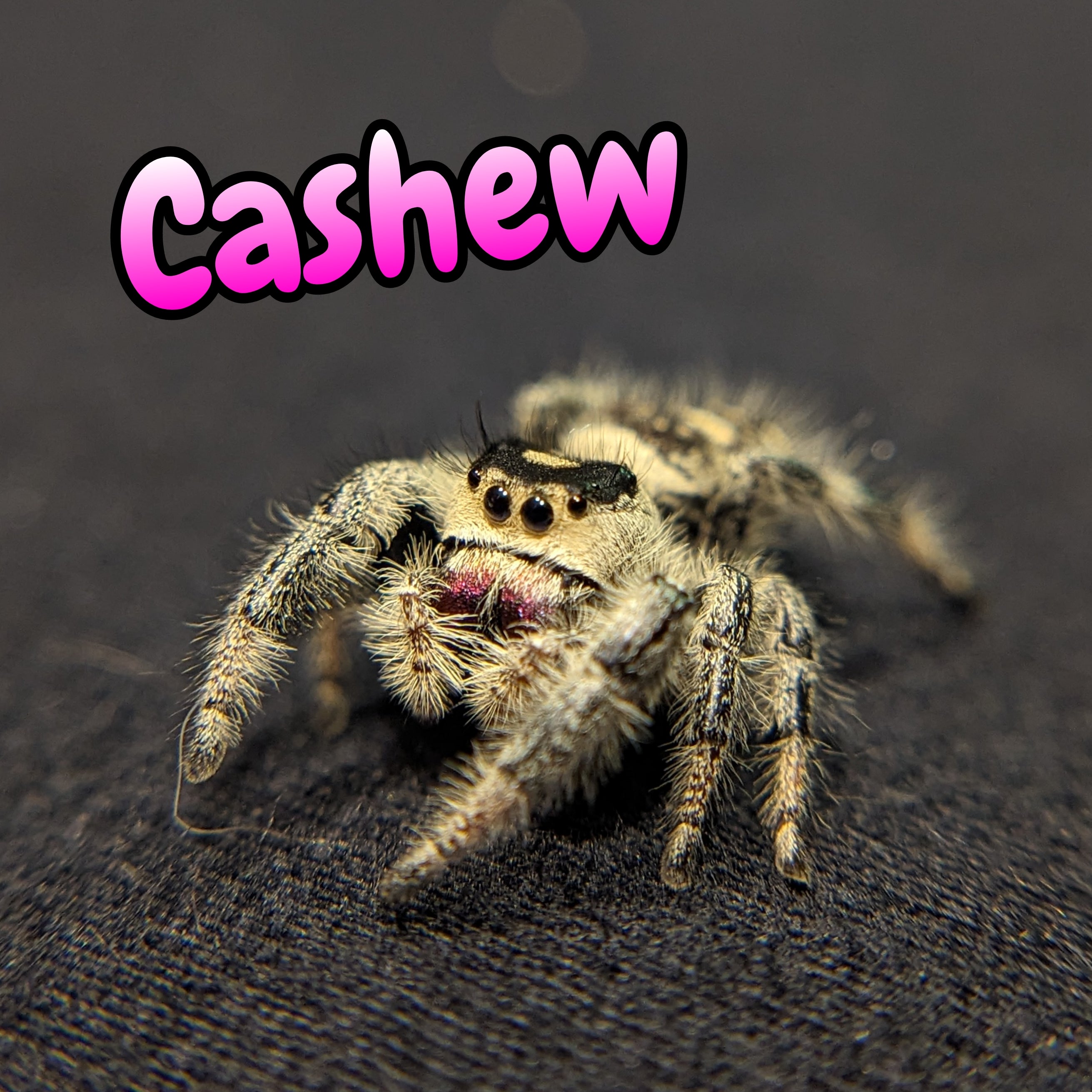 Regal Jumping Spider "Cashew"