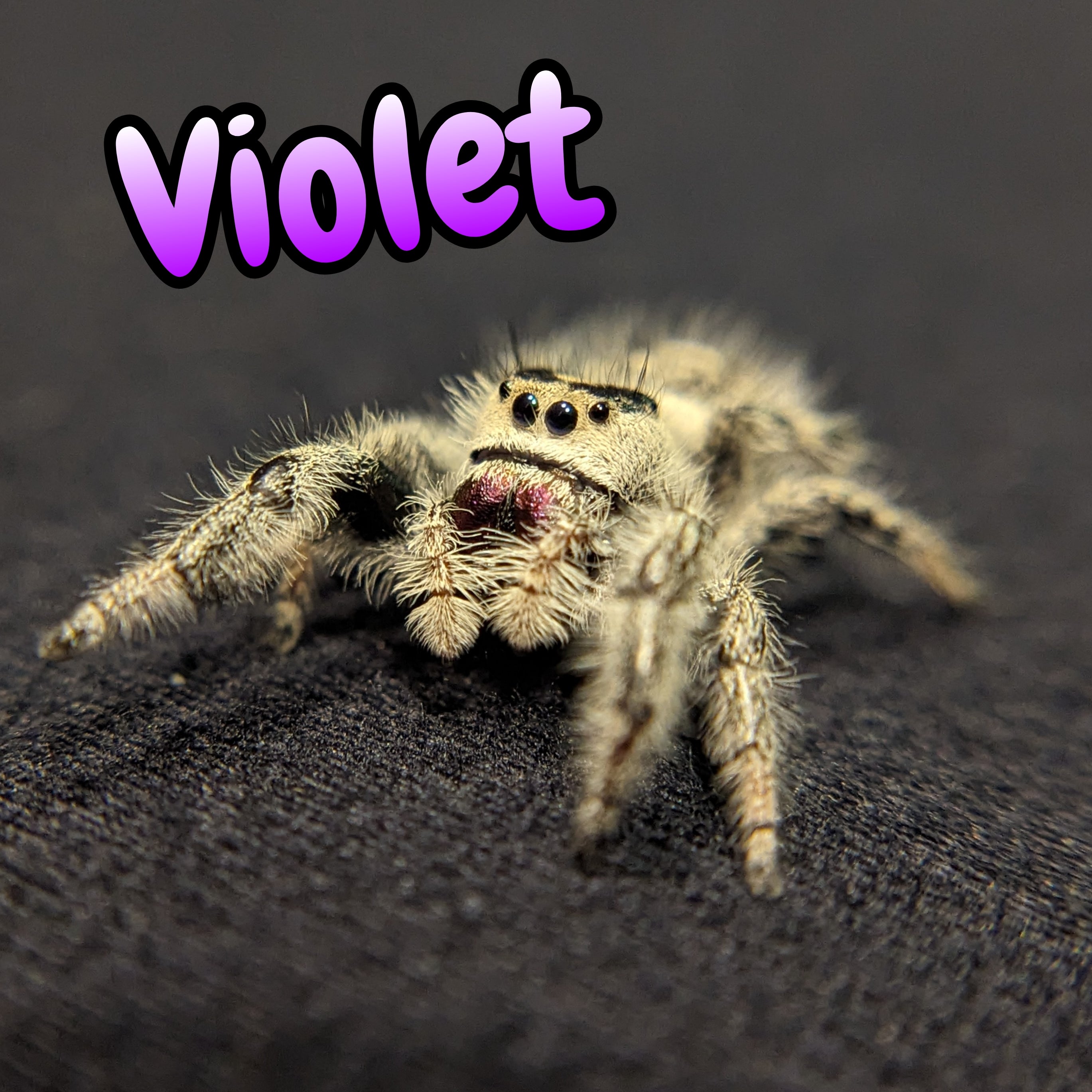 Regal Jumping Spider "Violet"