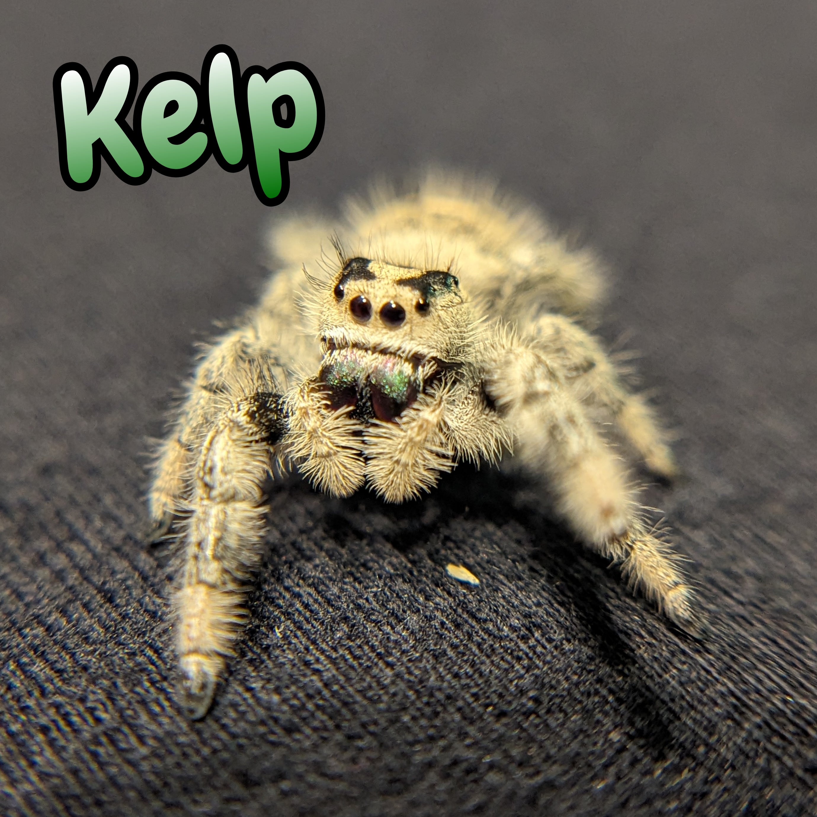 Regal Jumping Spider "Kelp"