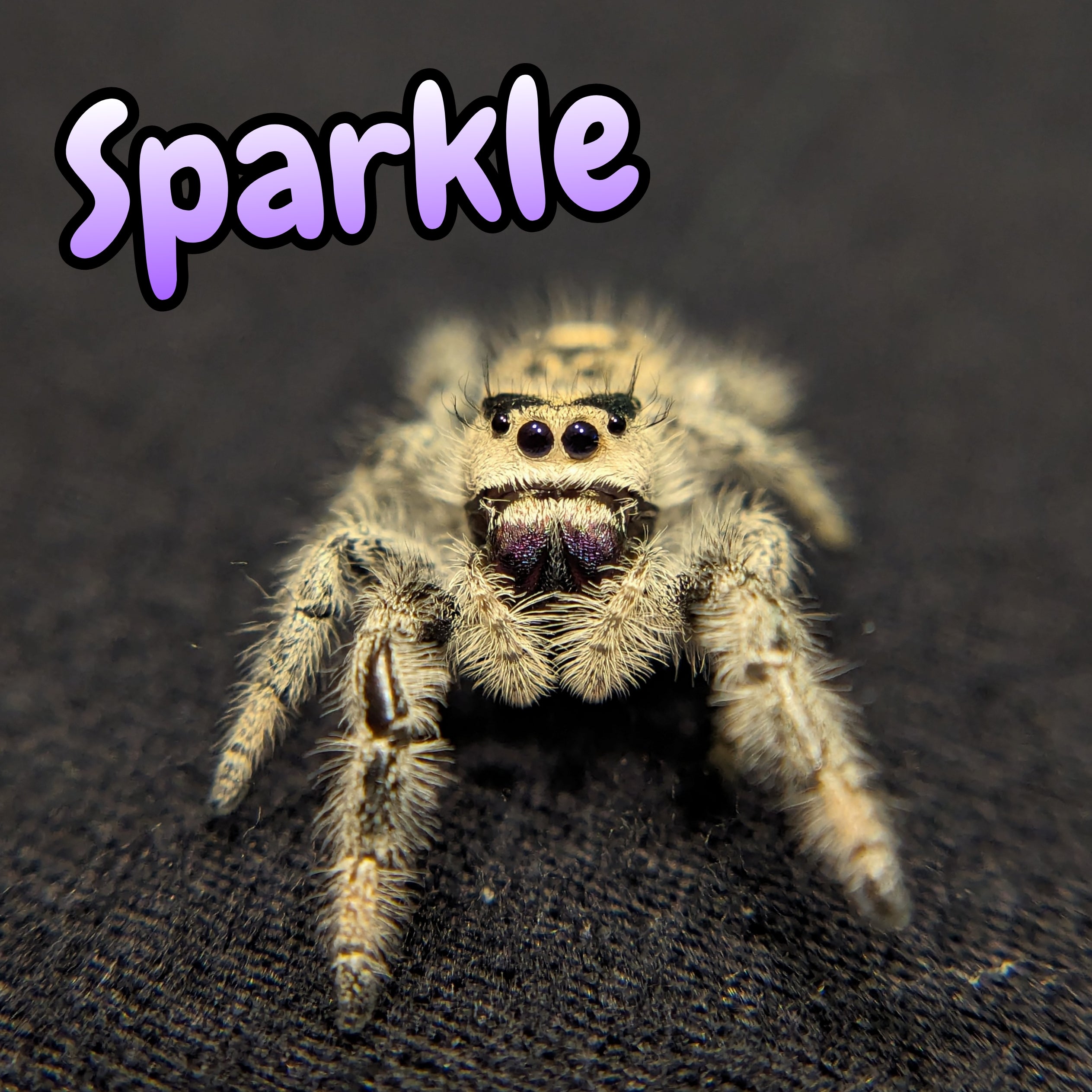 Regal Jumping Spider "Sparkle"